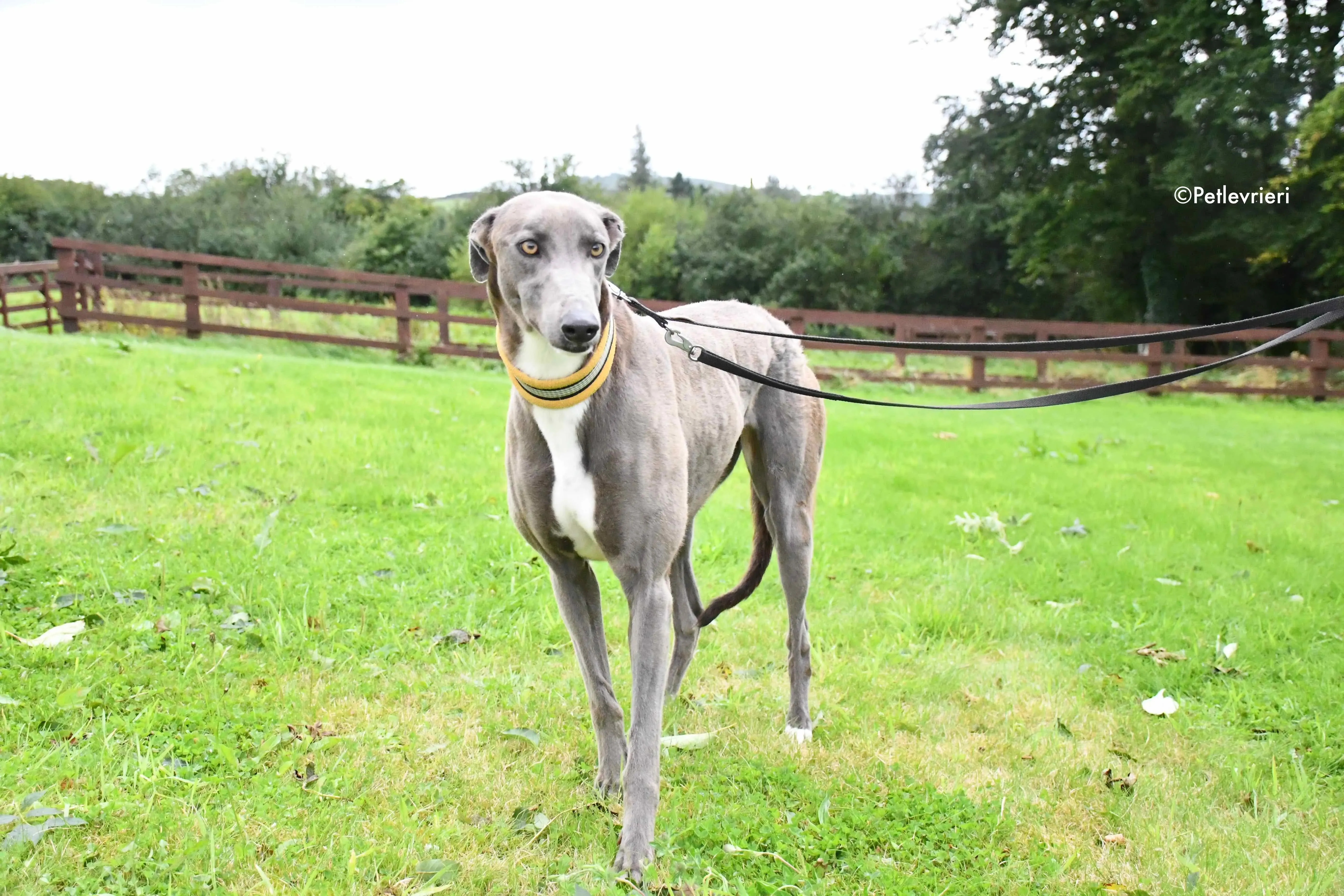 andrea adozione levrieri greyhound 5