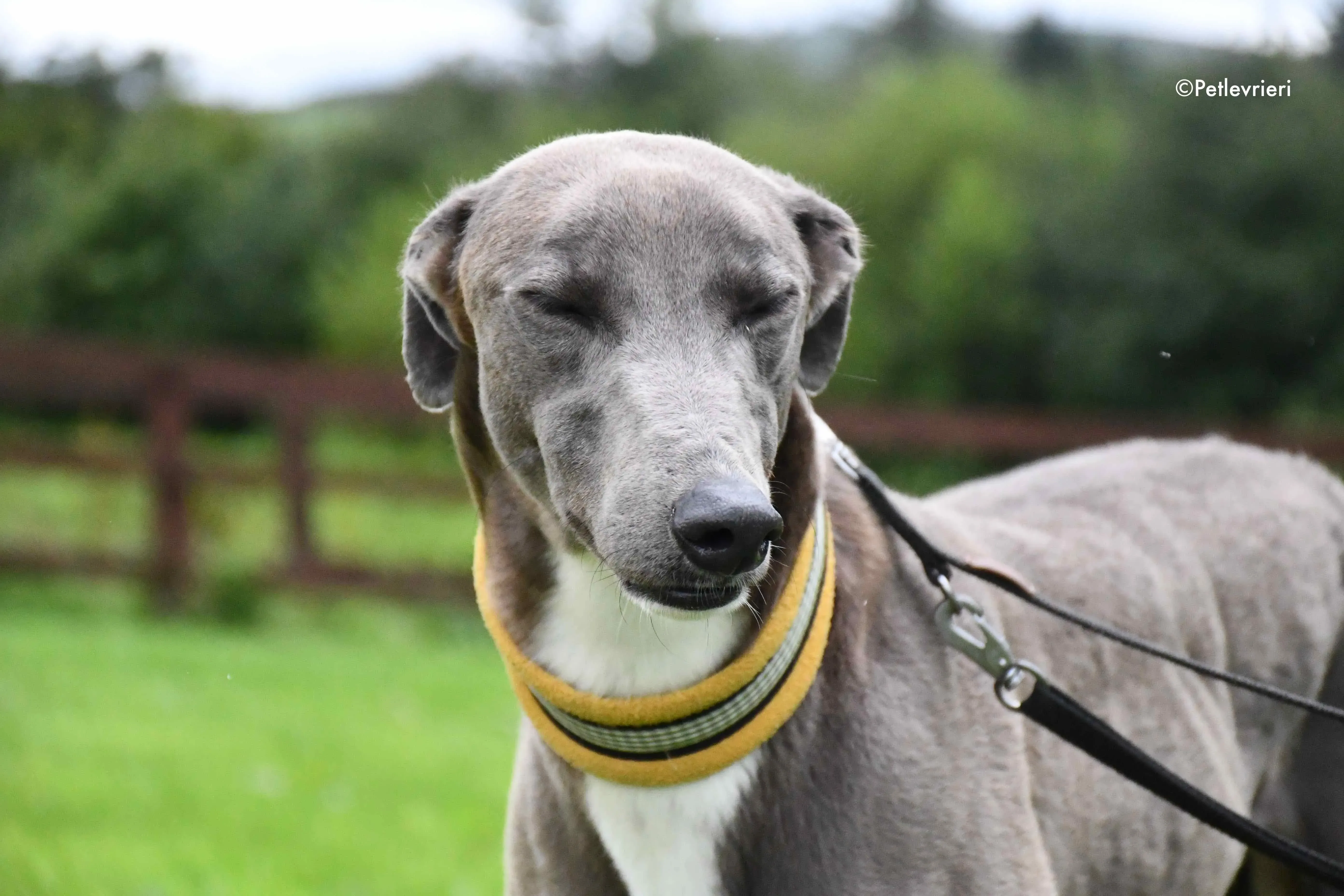 andrea adozione levrieri greyhound 6