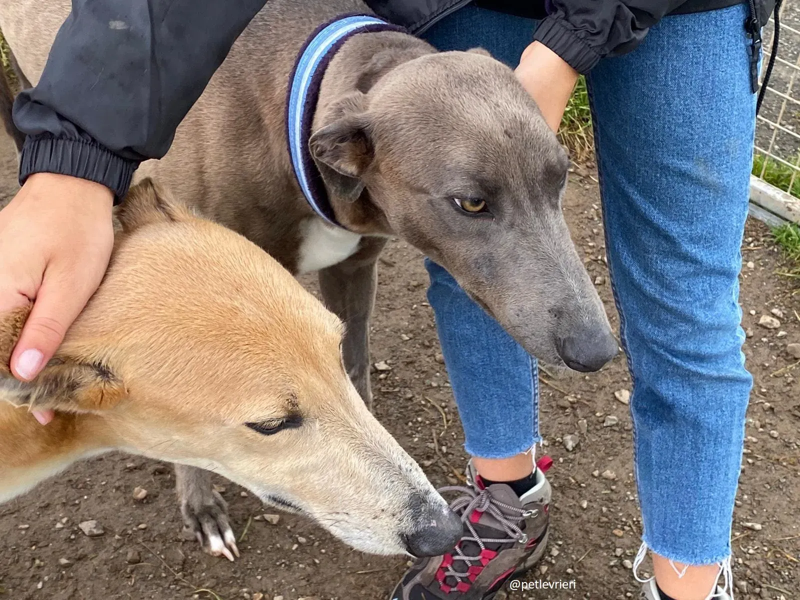 andrea antoinette adozione greyhound 1