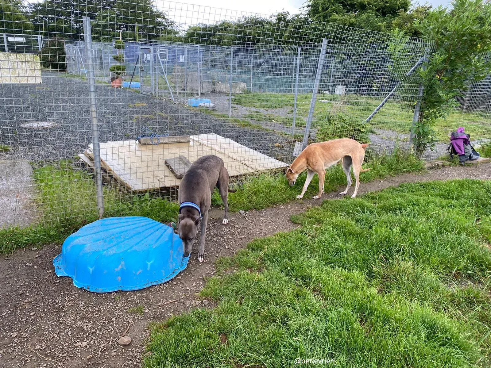 andrea antoinette adozione greyhound 2