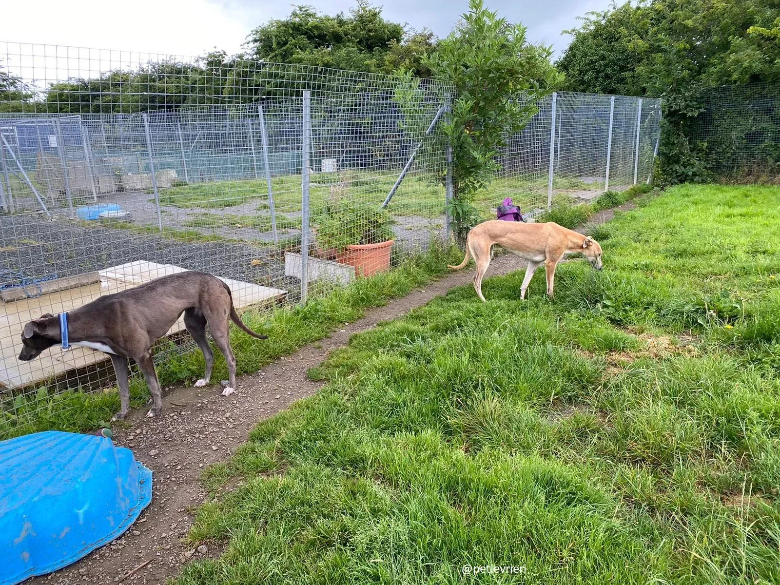 andrea antoinette adozione greyhound 3