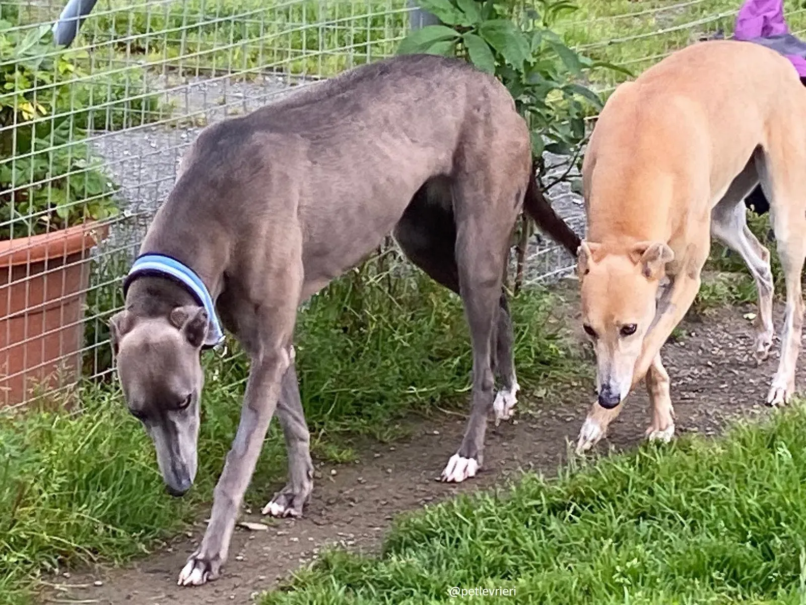 andrea antoinette adozione greyhound 5