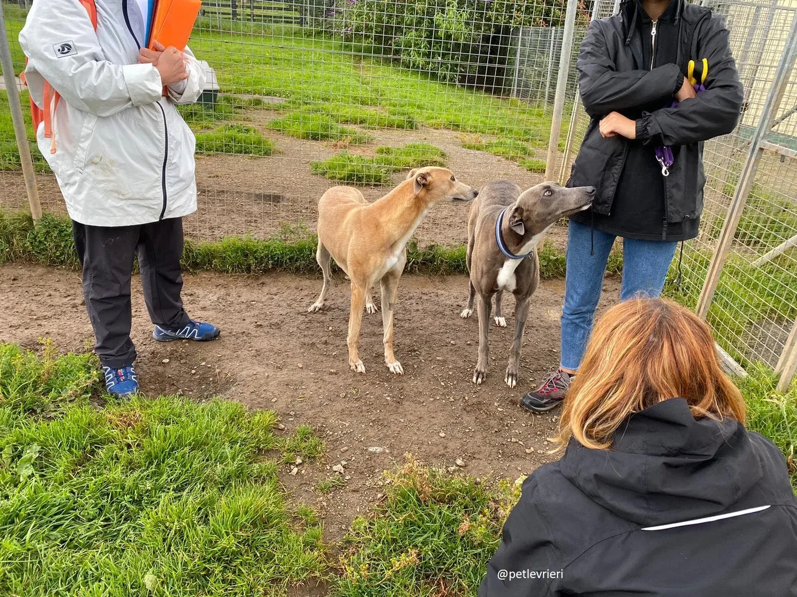 andrea antoinette adozione greyhound