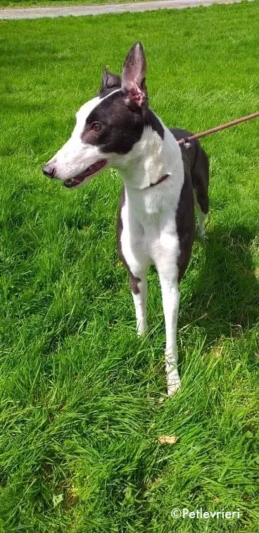andrina adozione levrieri greyhound 1