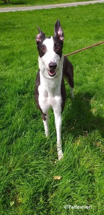 andrina adozione levrieri greyhound 2