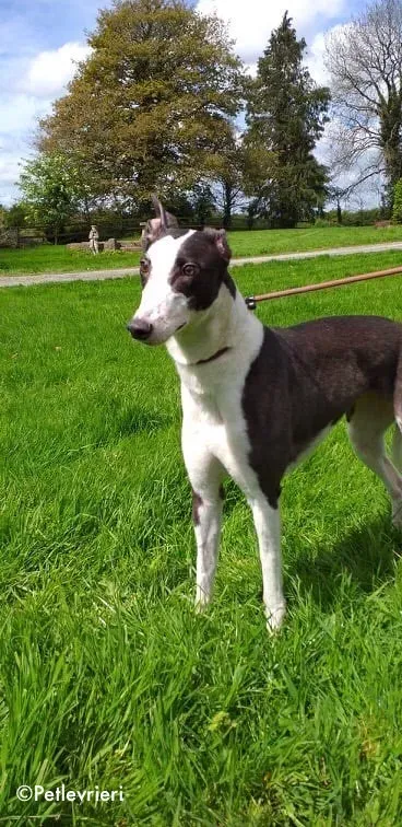 andrina adozione levrieri greyhound 3