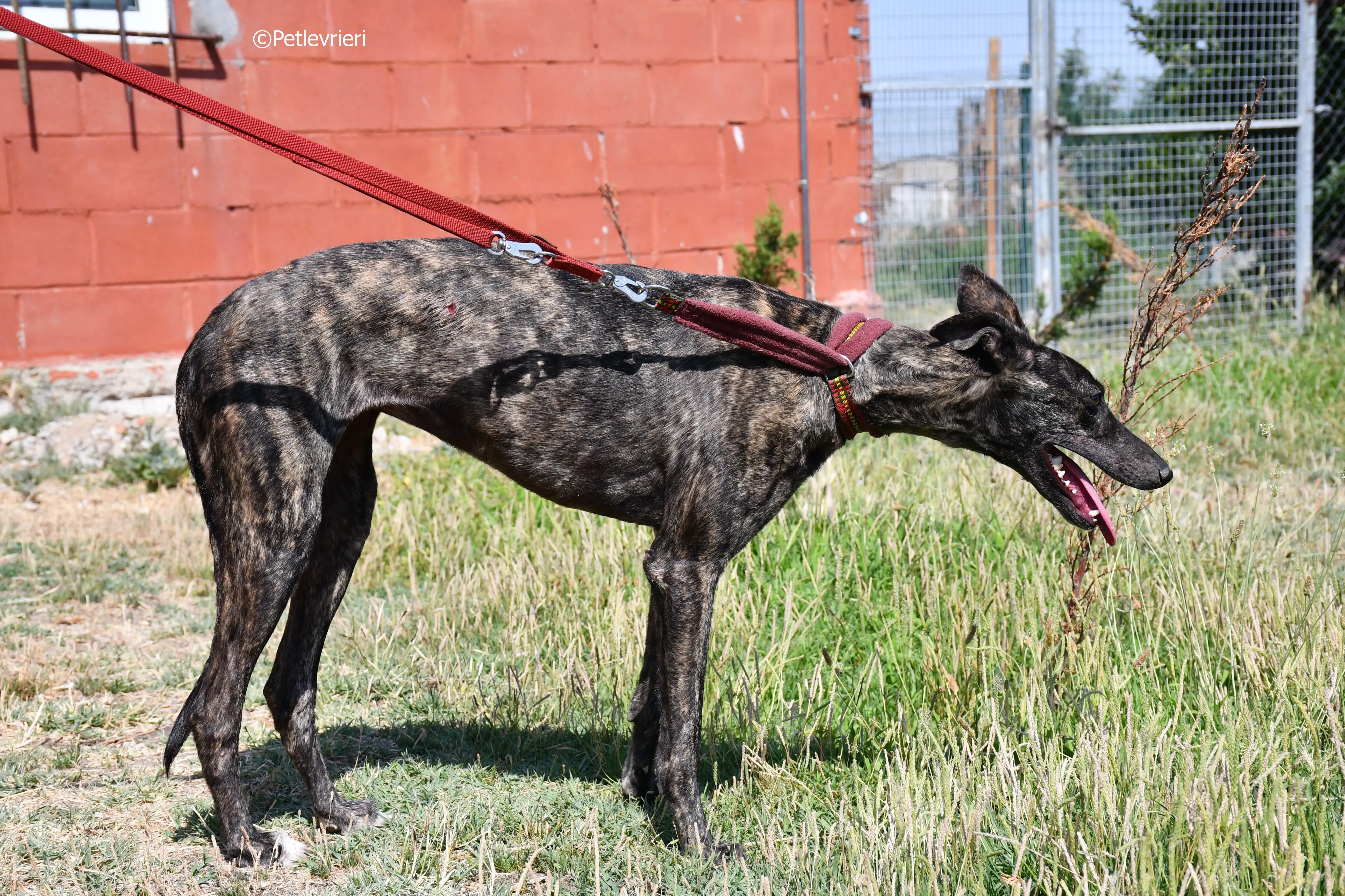 andromeda adozione levrieri galgo 10