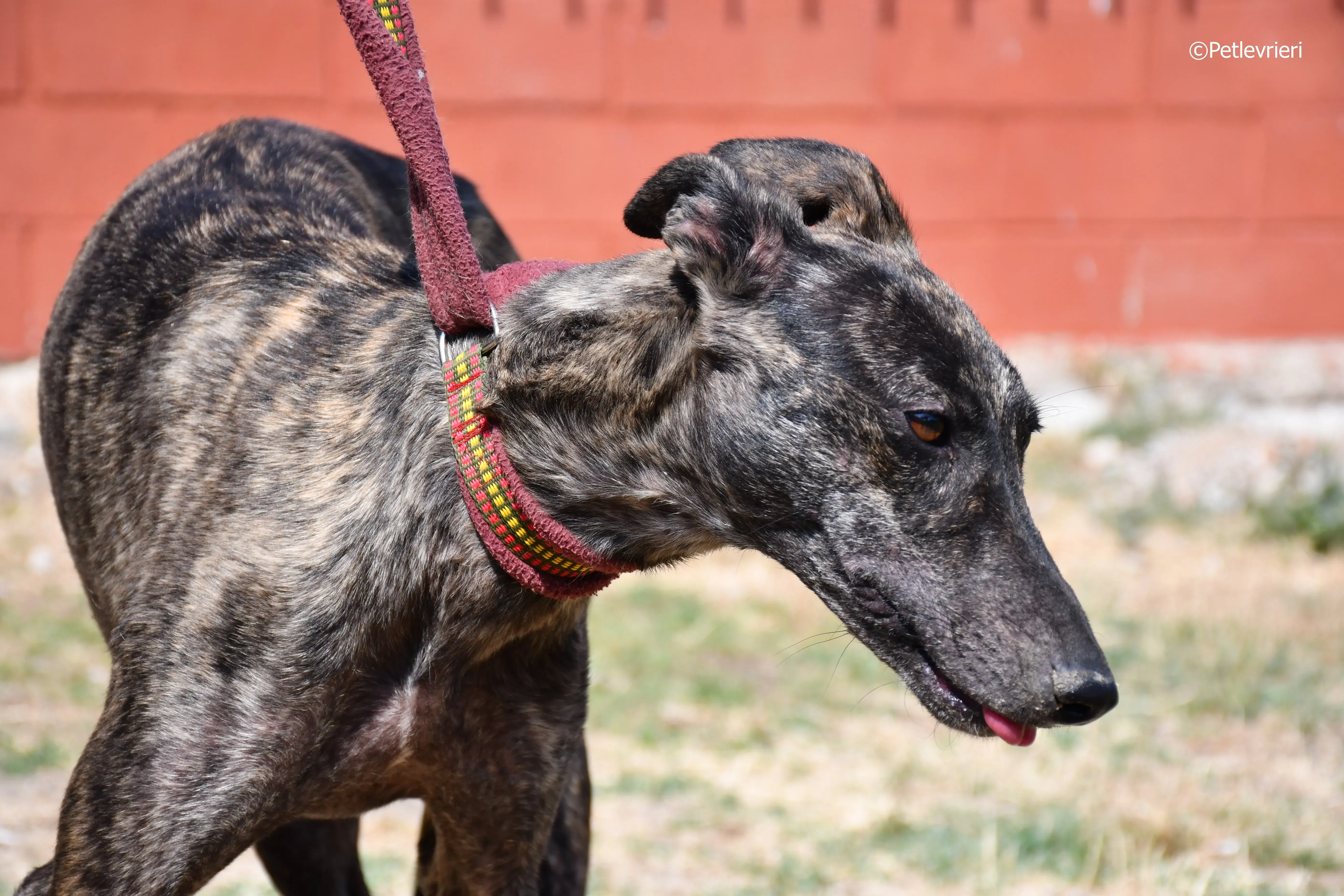 andromeda adozione levrieri galgo 11