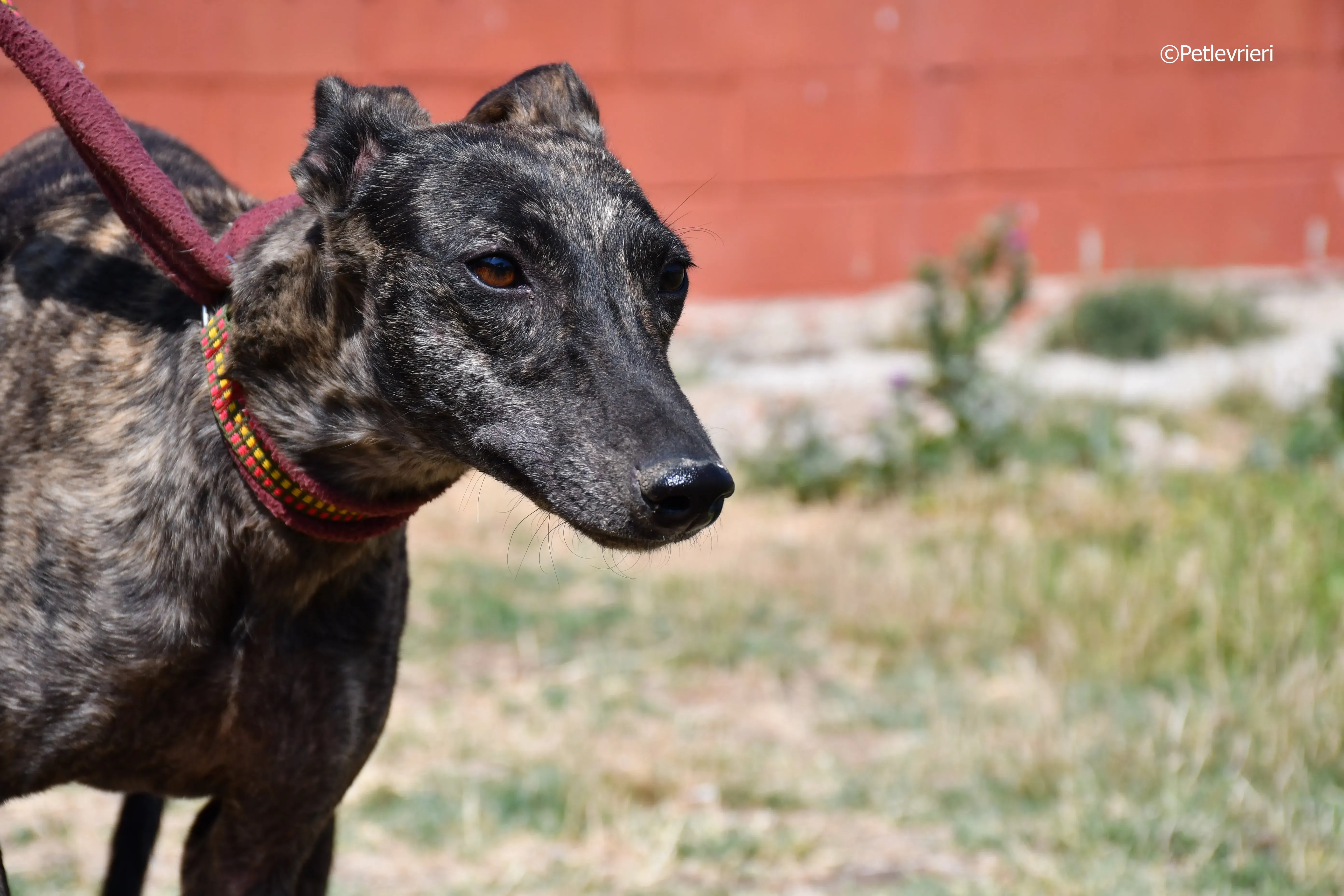 andromeda adozione levrieri galgo 12