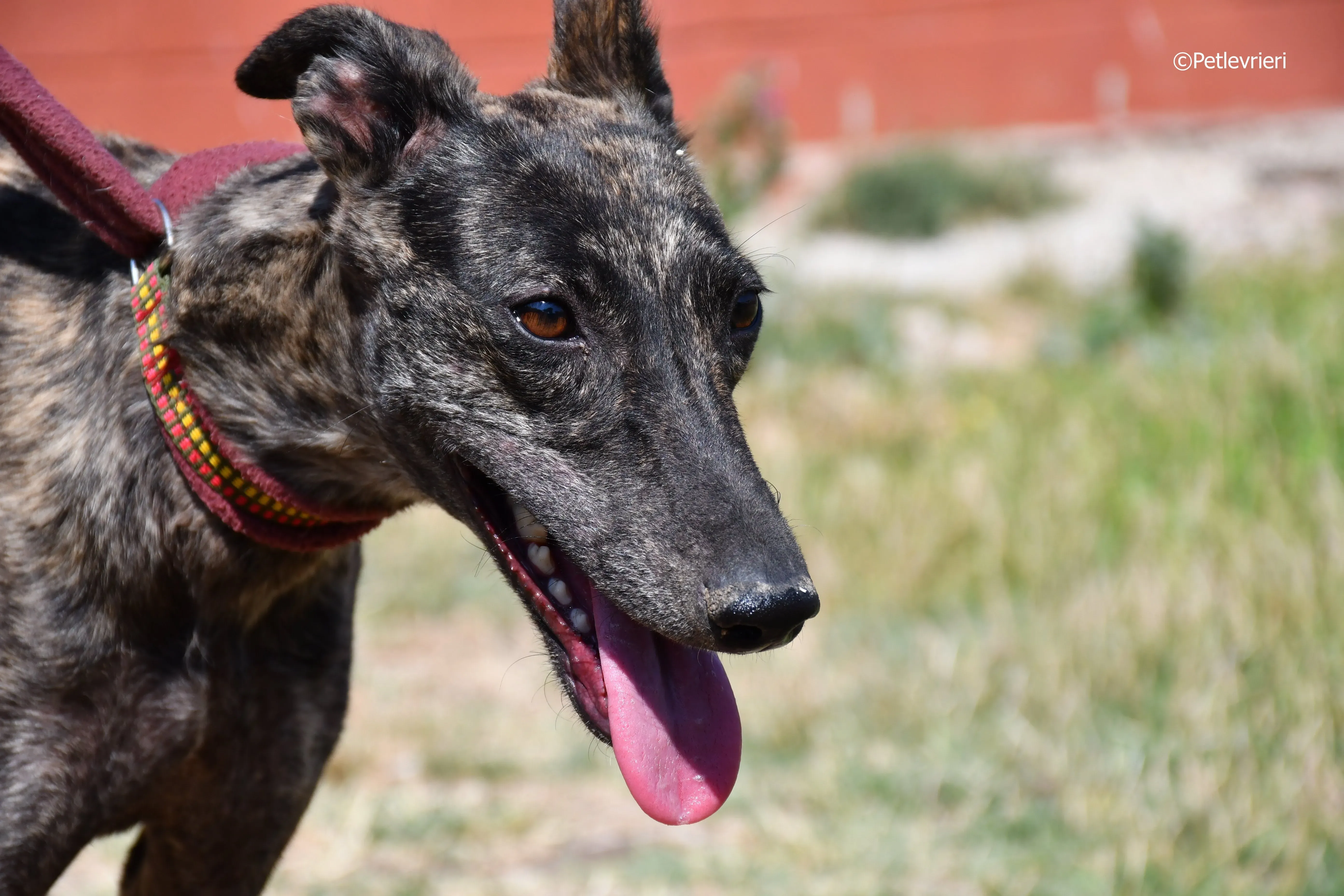 andromeda adozione levrieri galgo 13