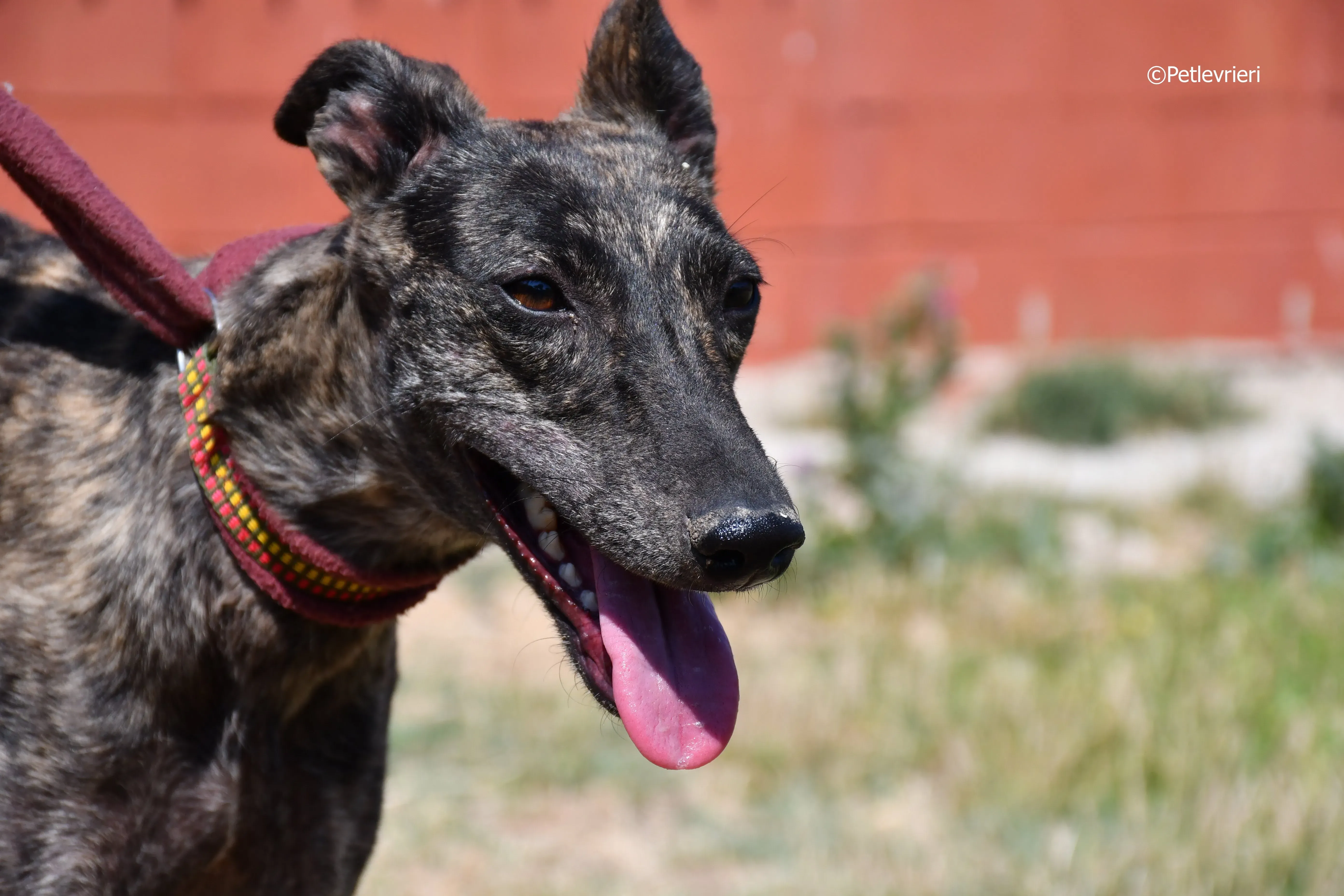 andromeda adozione levrieri galgo 14