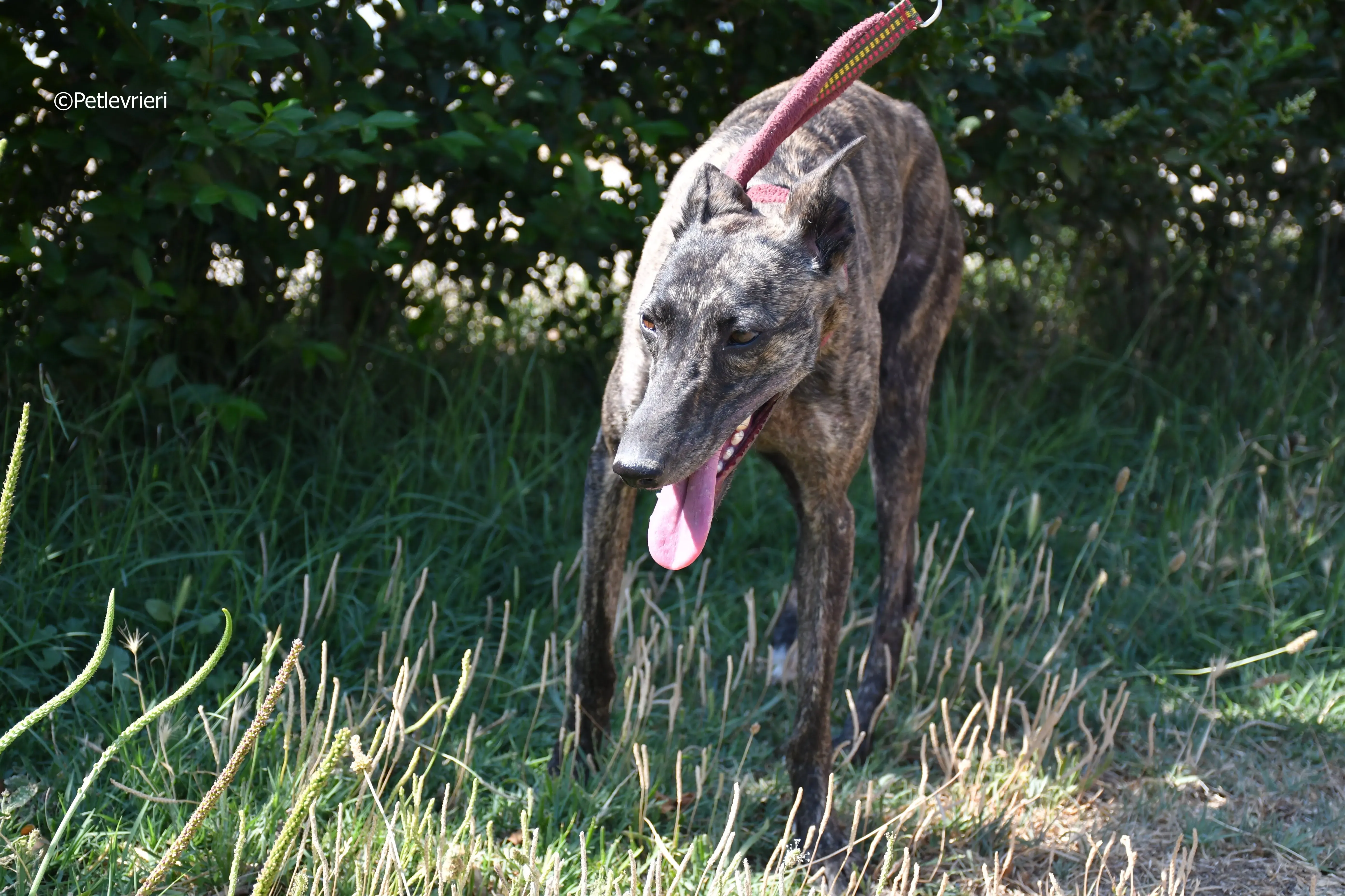 andromeda adozione levrieri galgo 15