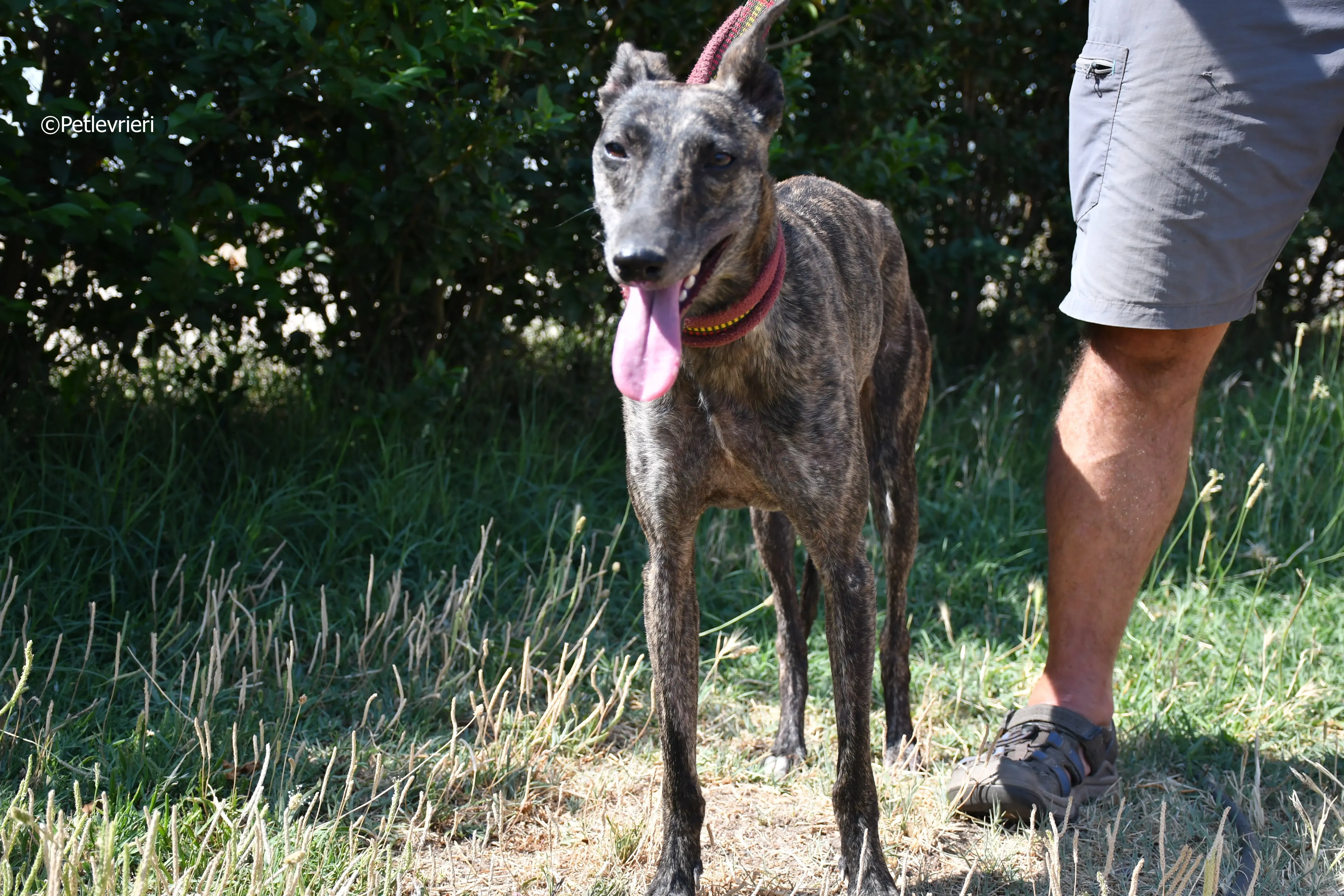 andromeda adozione levrieri galgo 16
