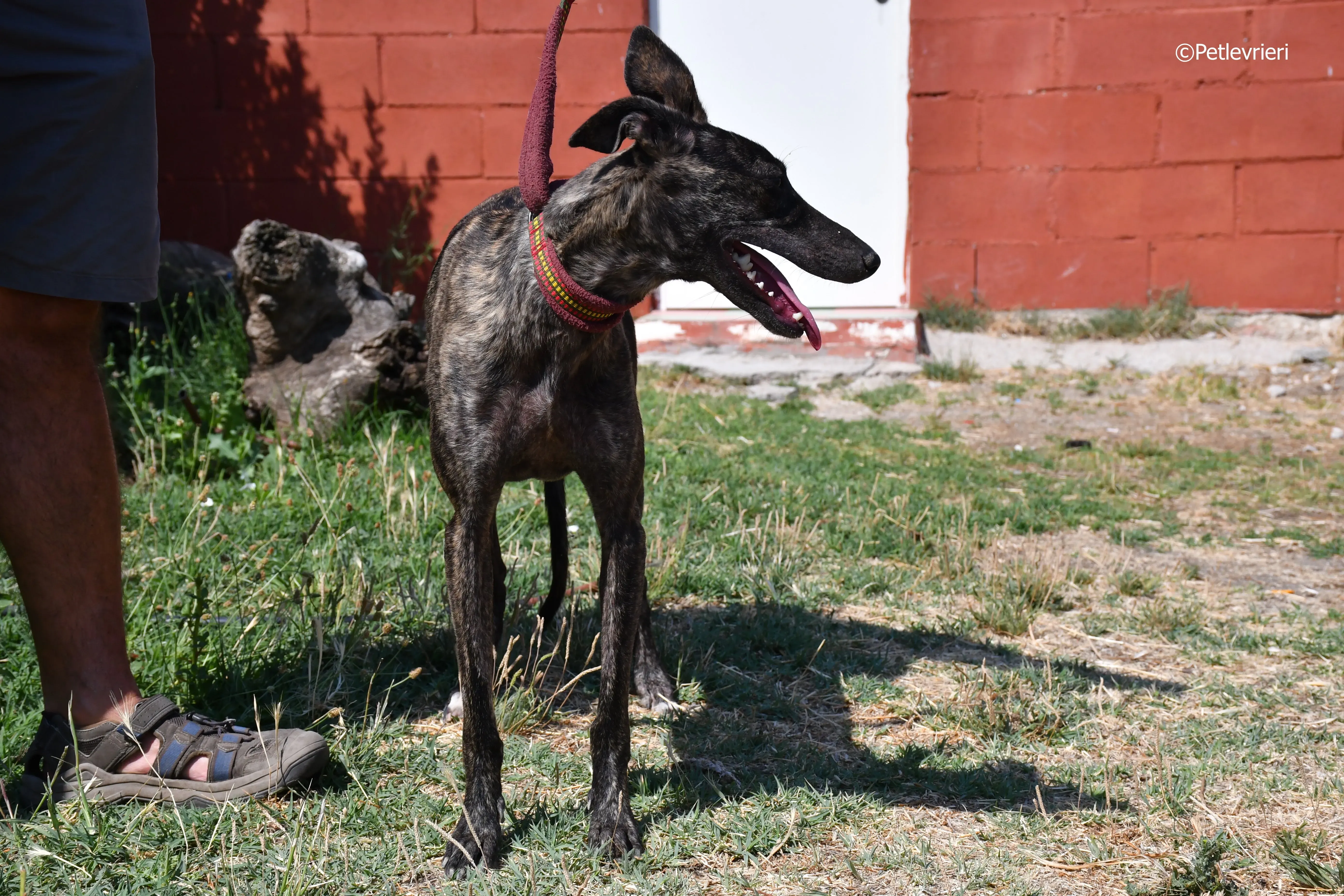 andromeda adozione levrieri galgo 17