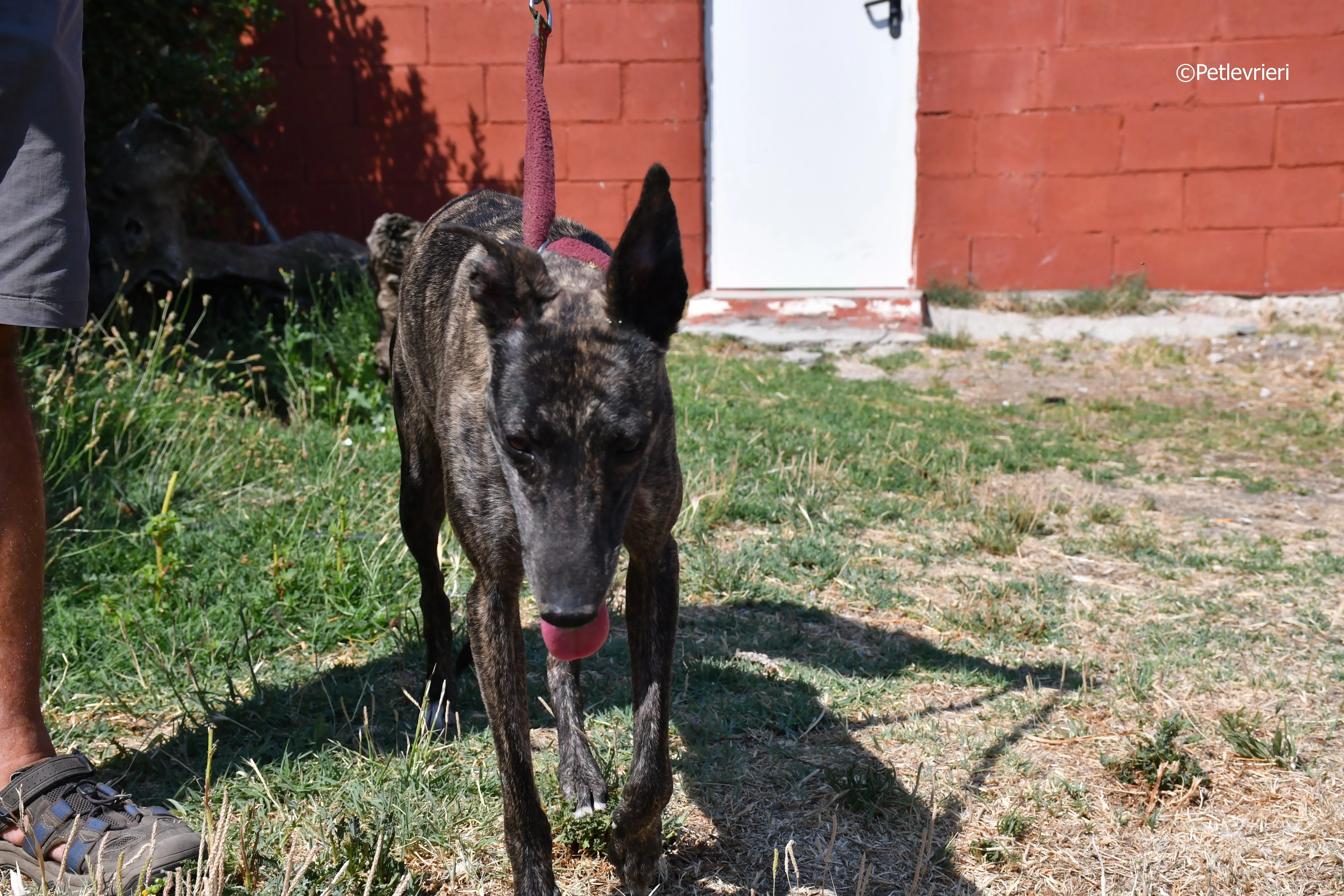 andromeda adozione levrieri galgo 18