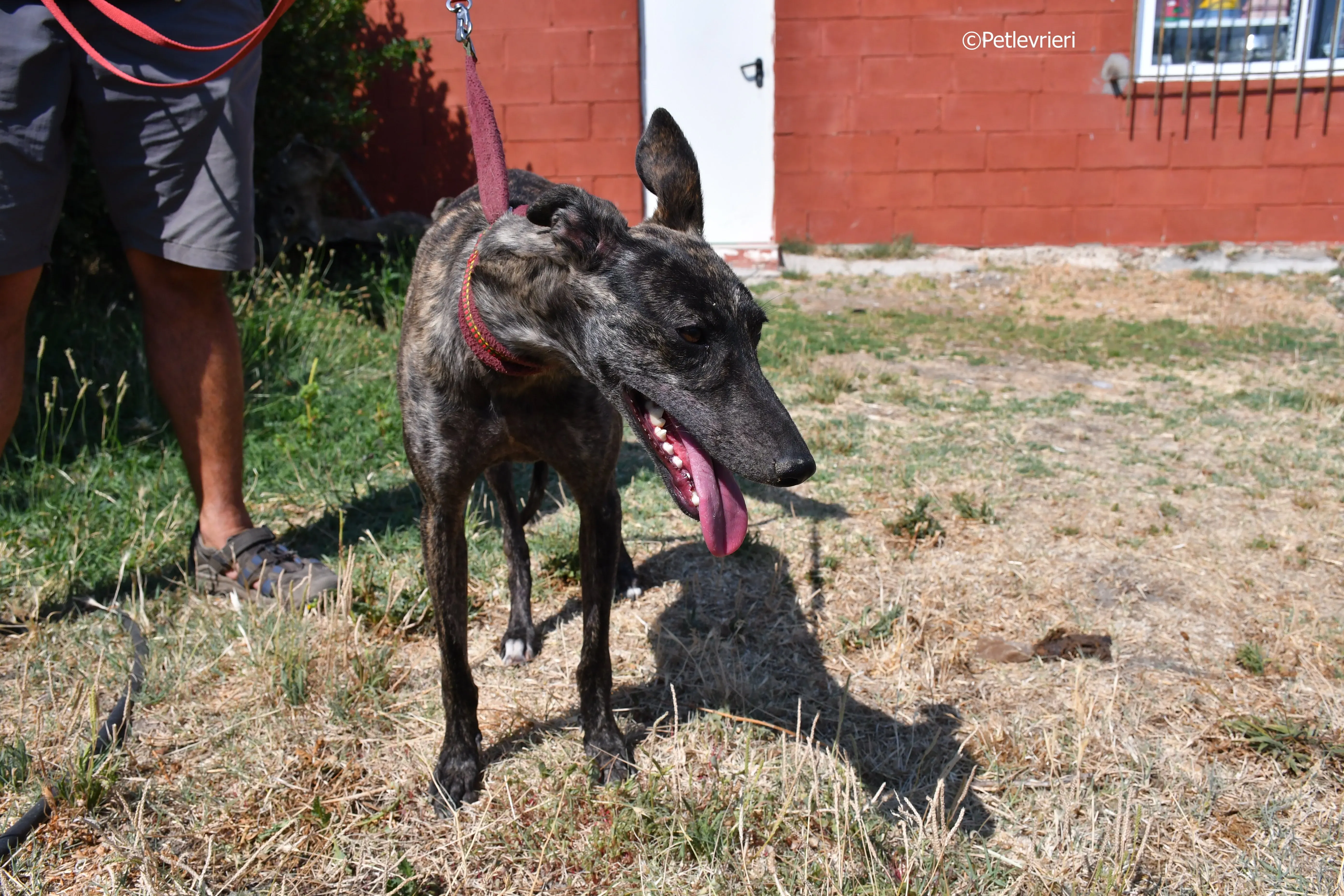andromeda adozione levrieri galgo 19