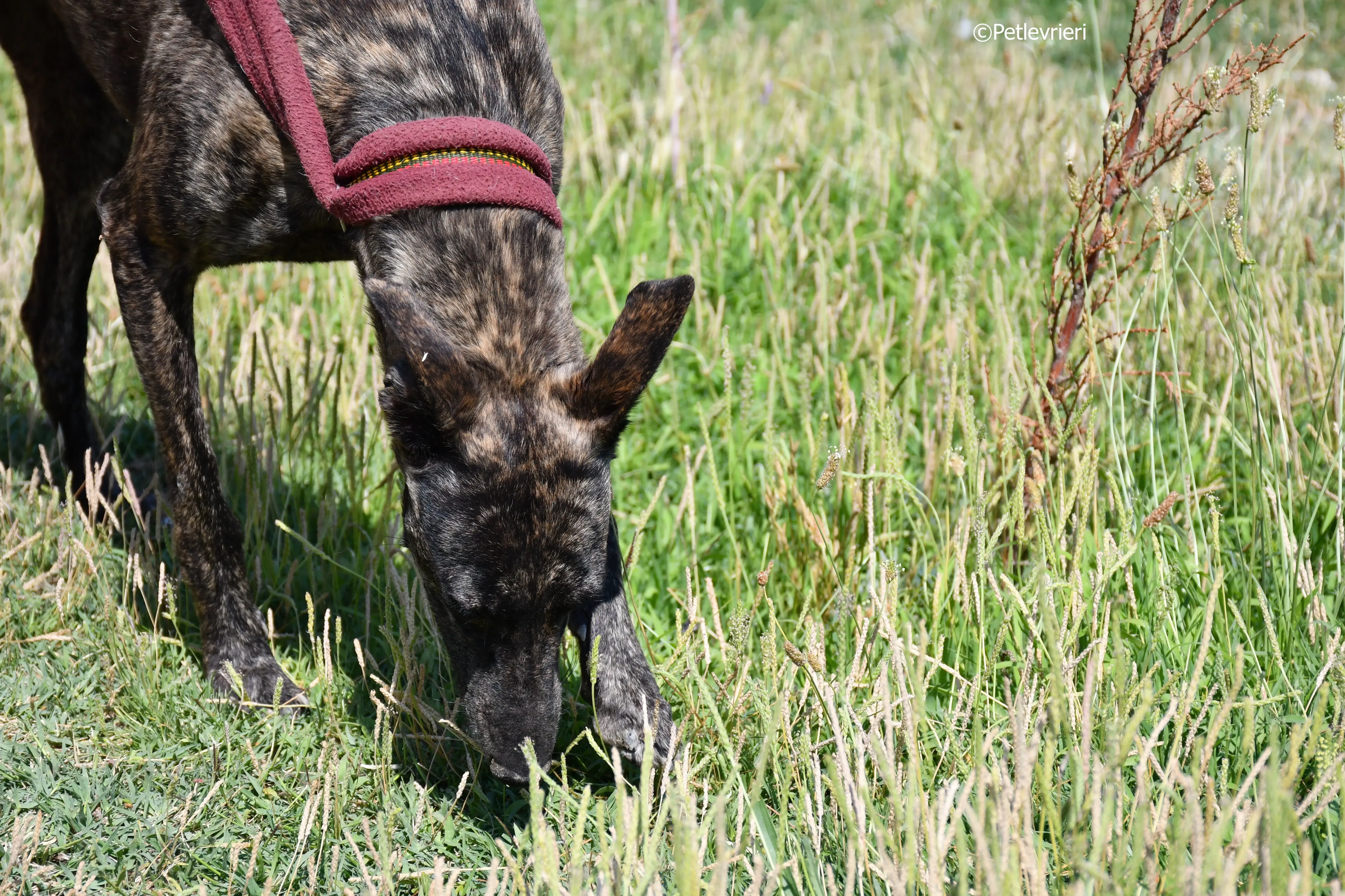 andromeda adozione levrieri galgo 2