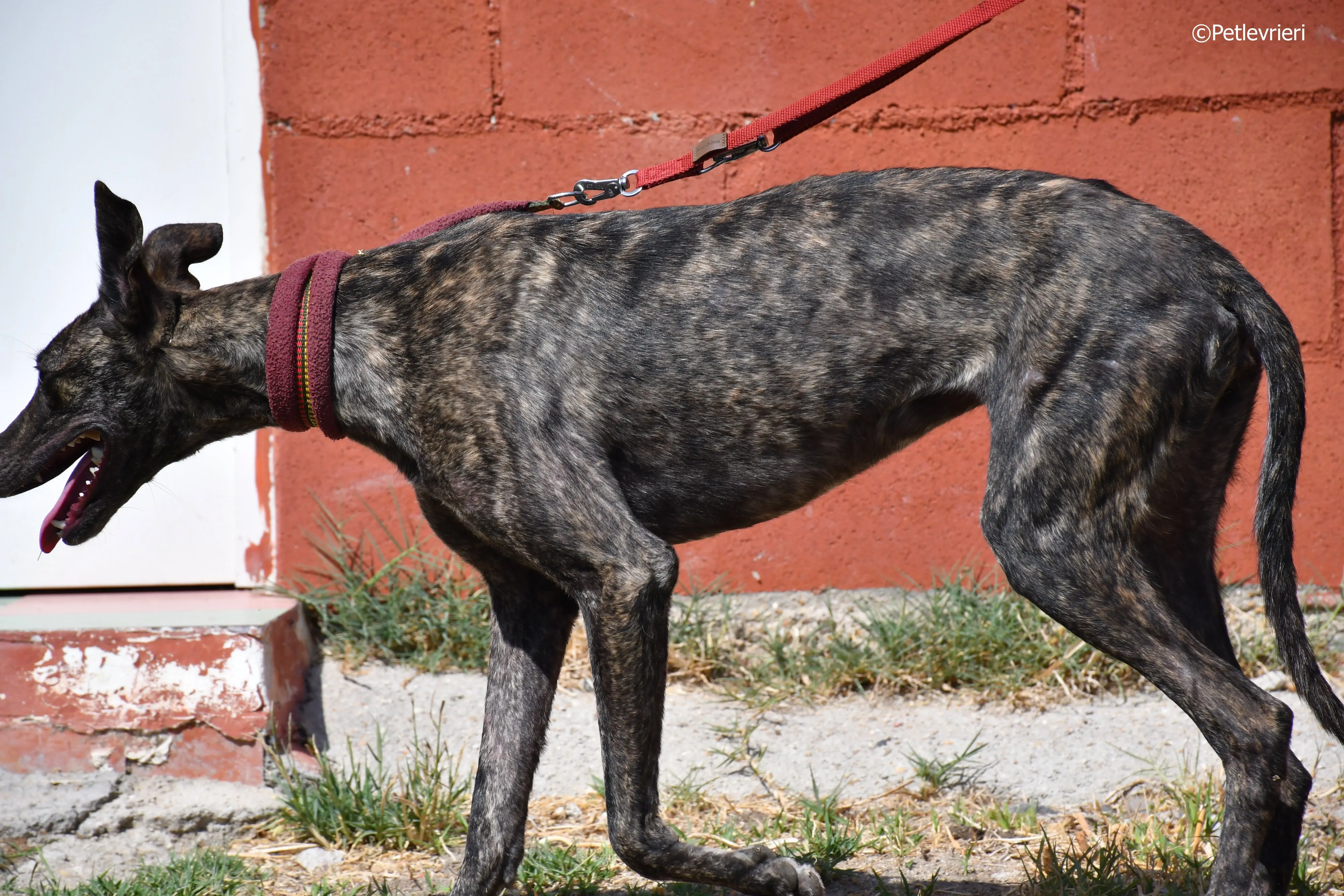 andromeda adozione levrieri galgo 20