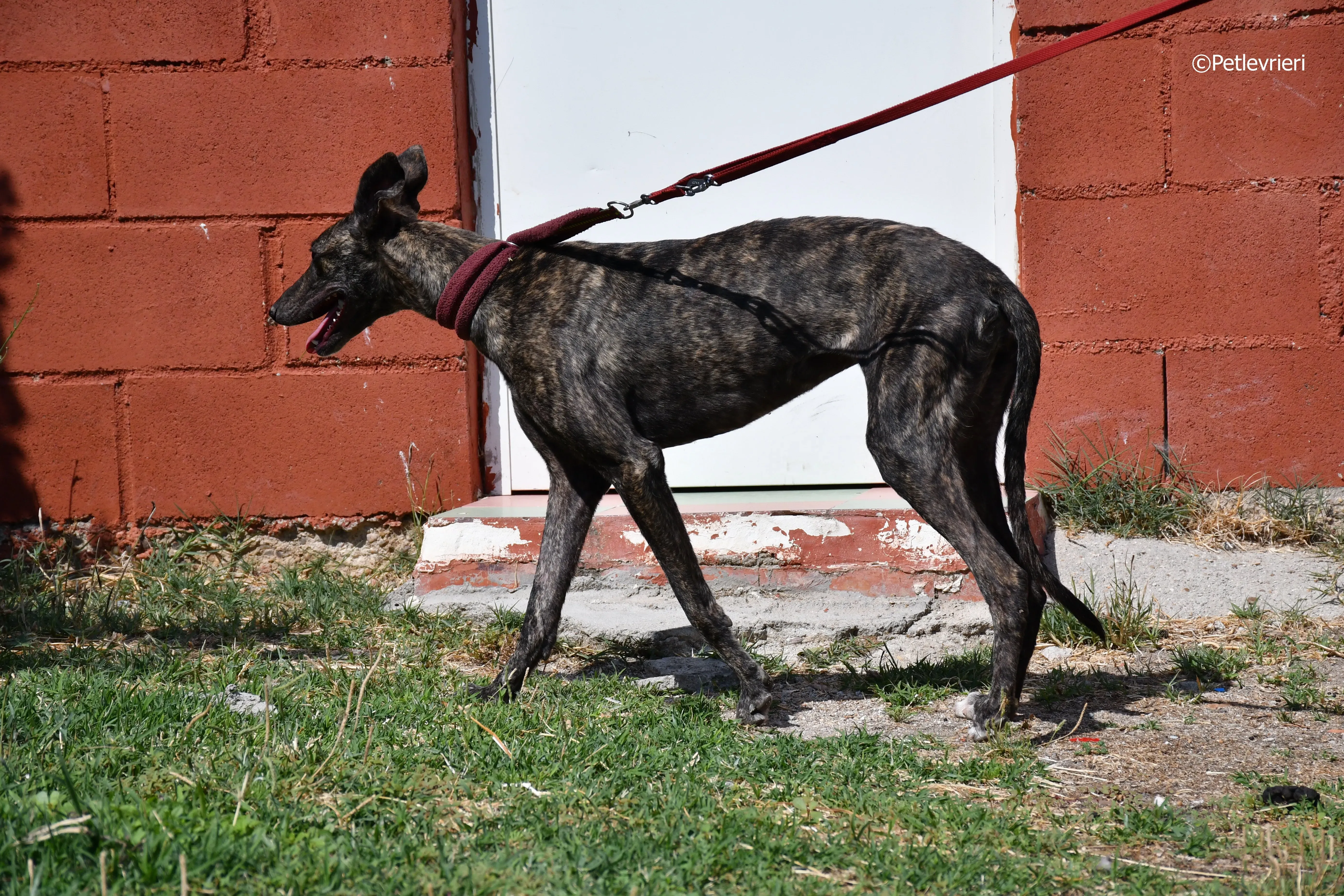 andromeda adozione levrieri galgo 21