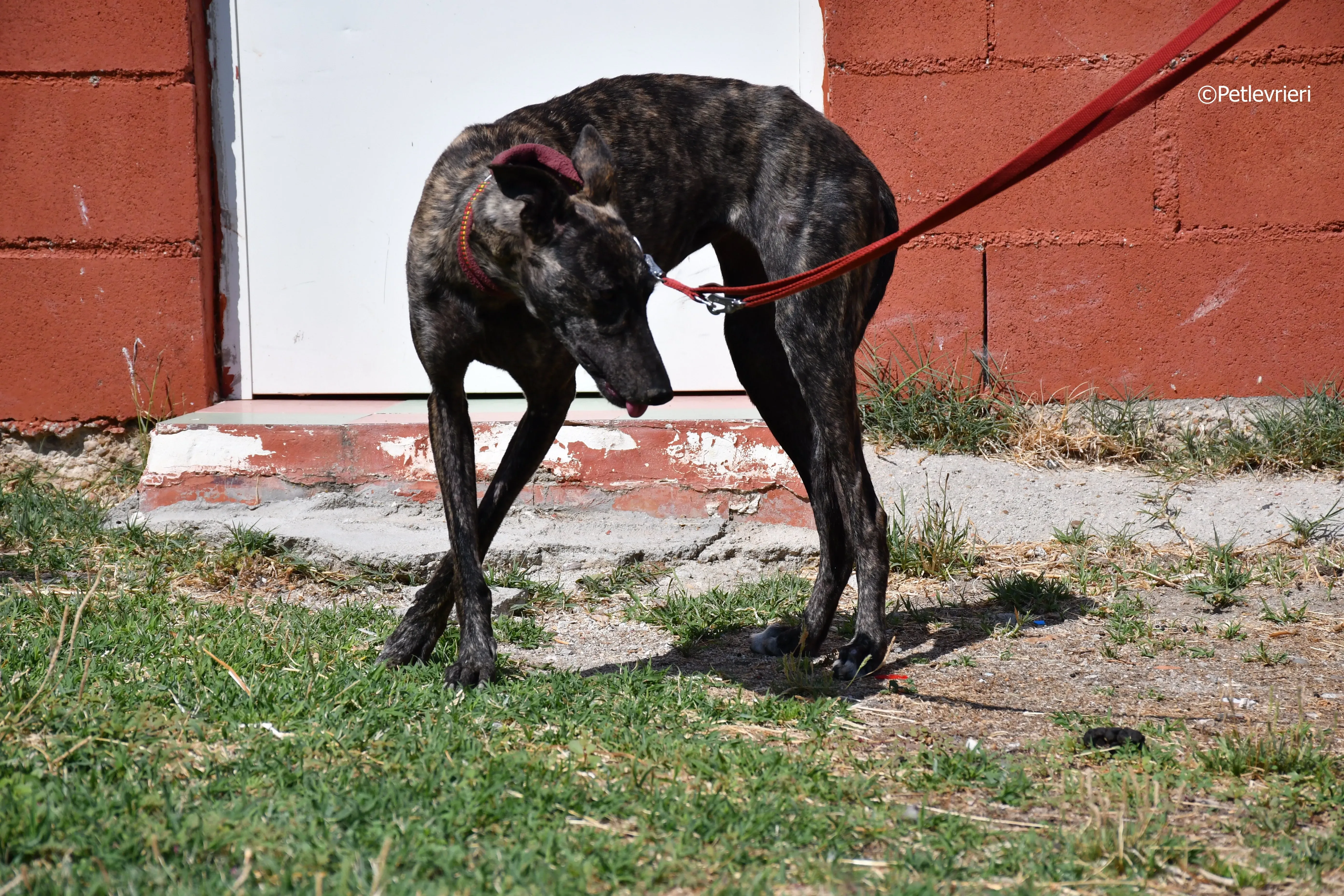 andromeda adozione levrieri galgo 22