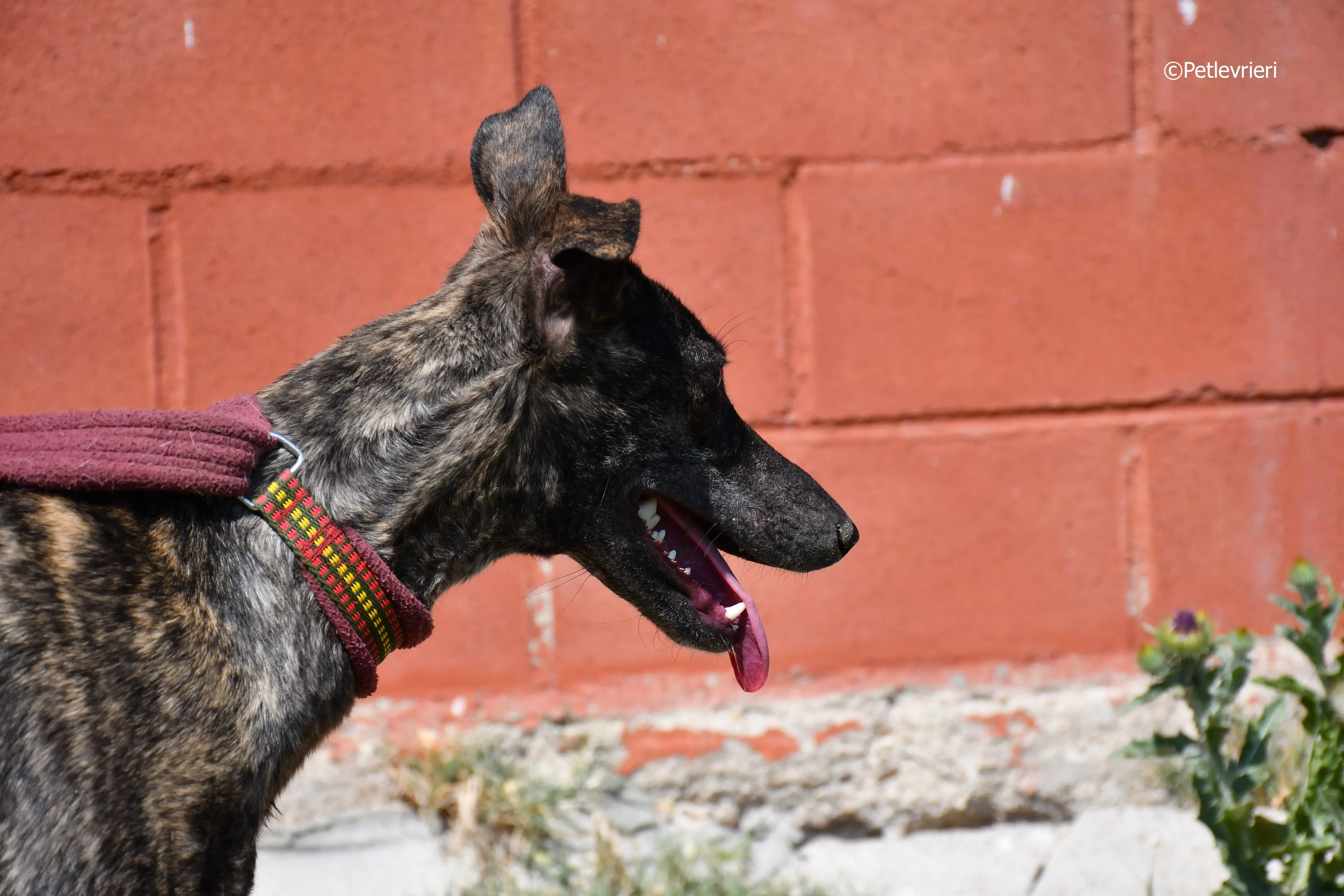 andromeda adozione levrieri galgo 24