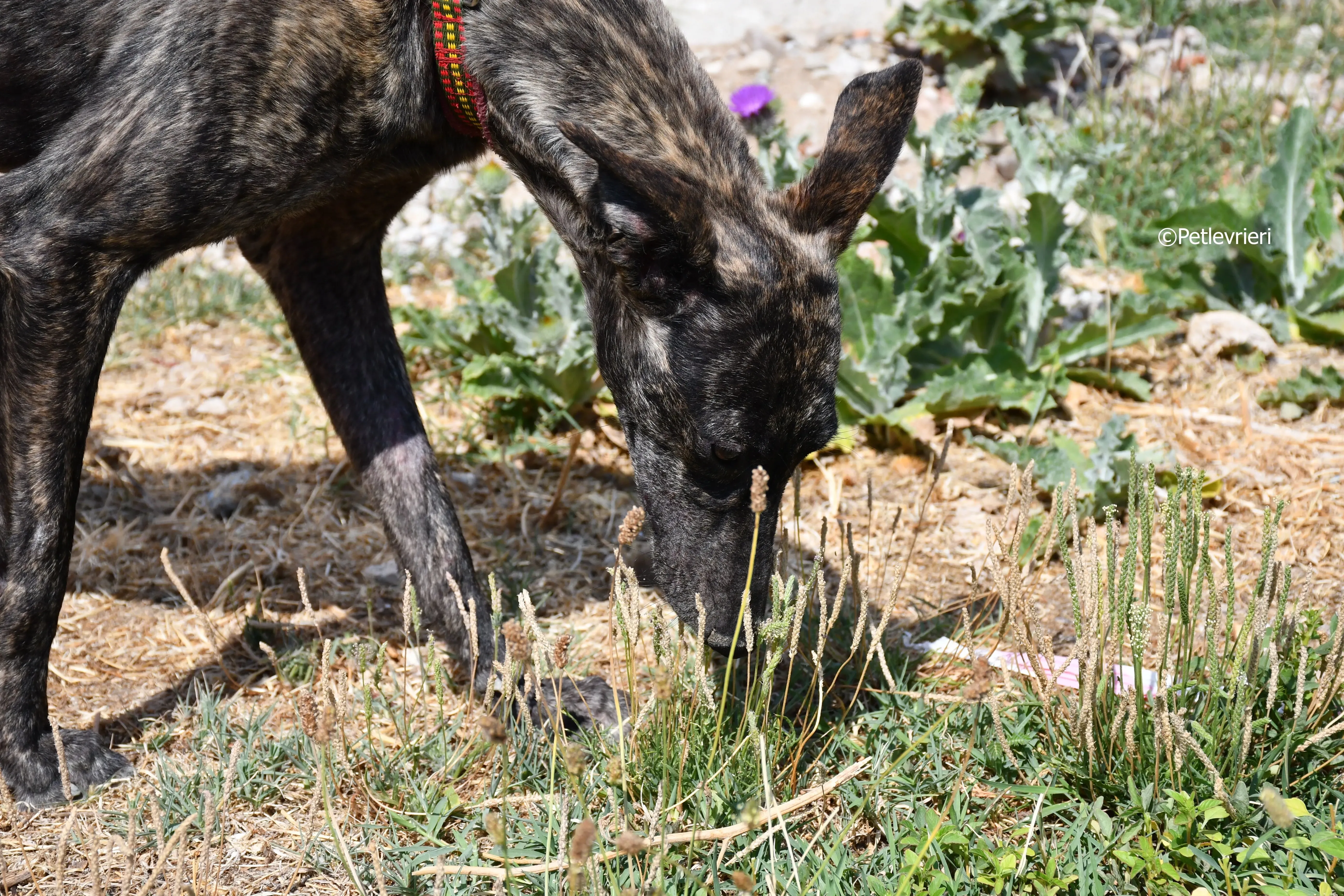 andromeda adozione levrieri galgo 25