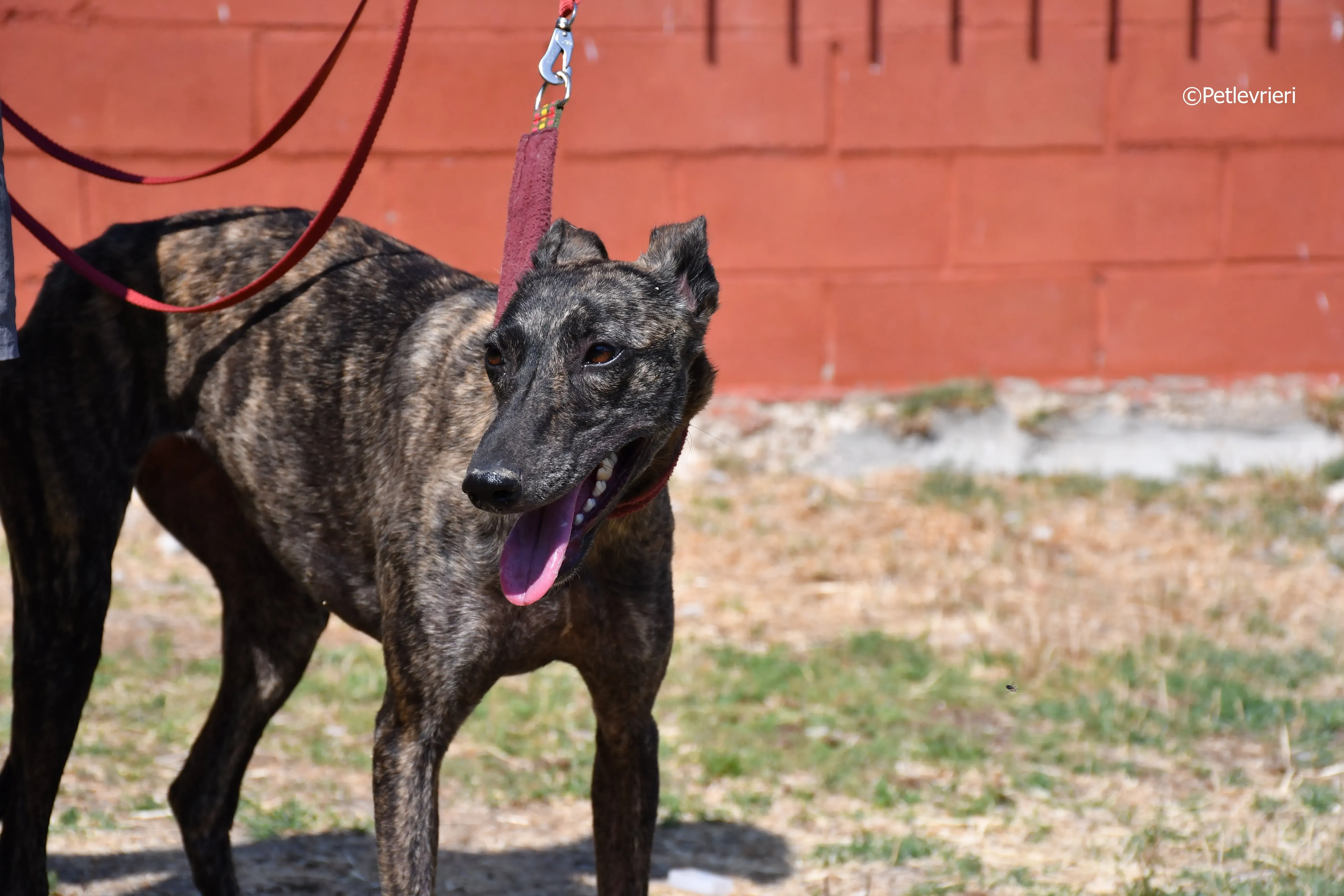 andromeda adozione levrieri galgo 3