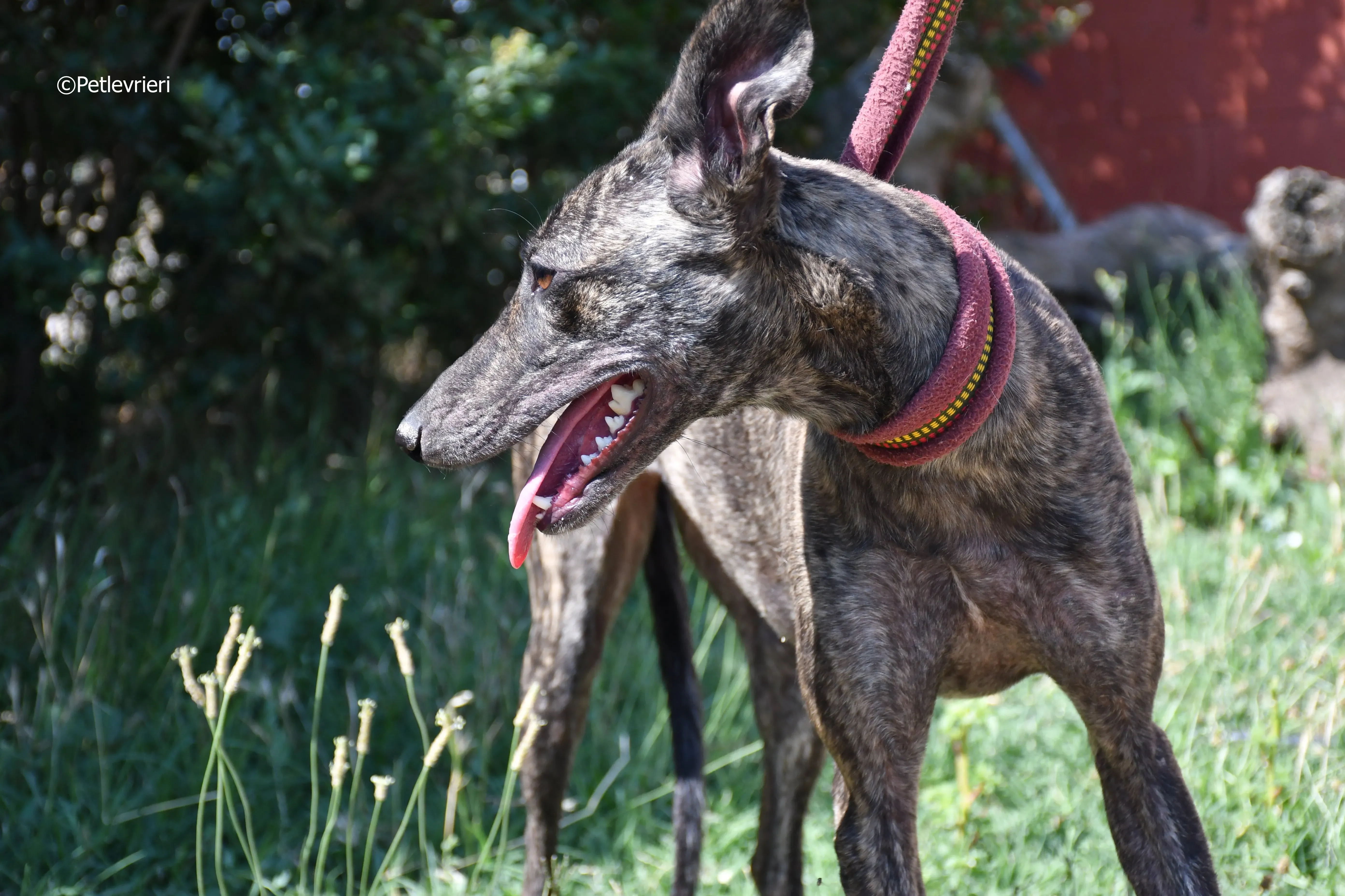 andromeda adozione levrieri galgo 7