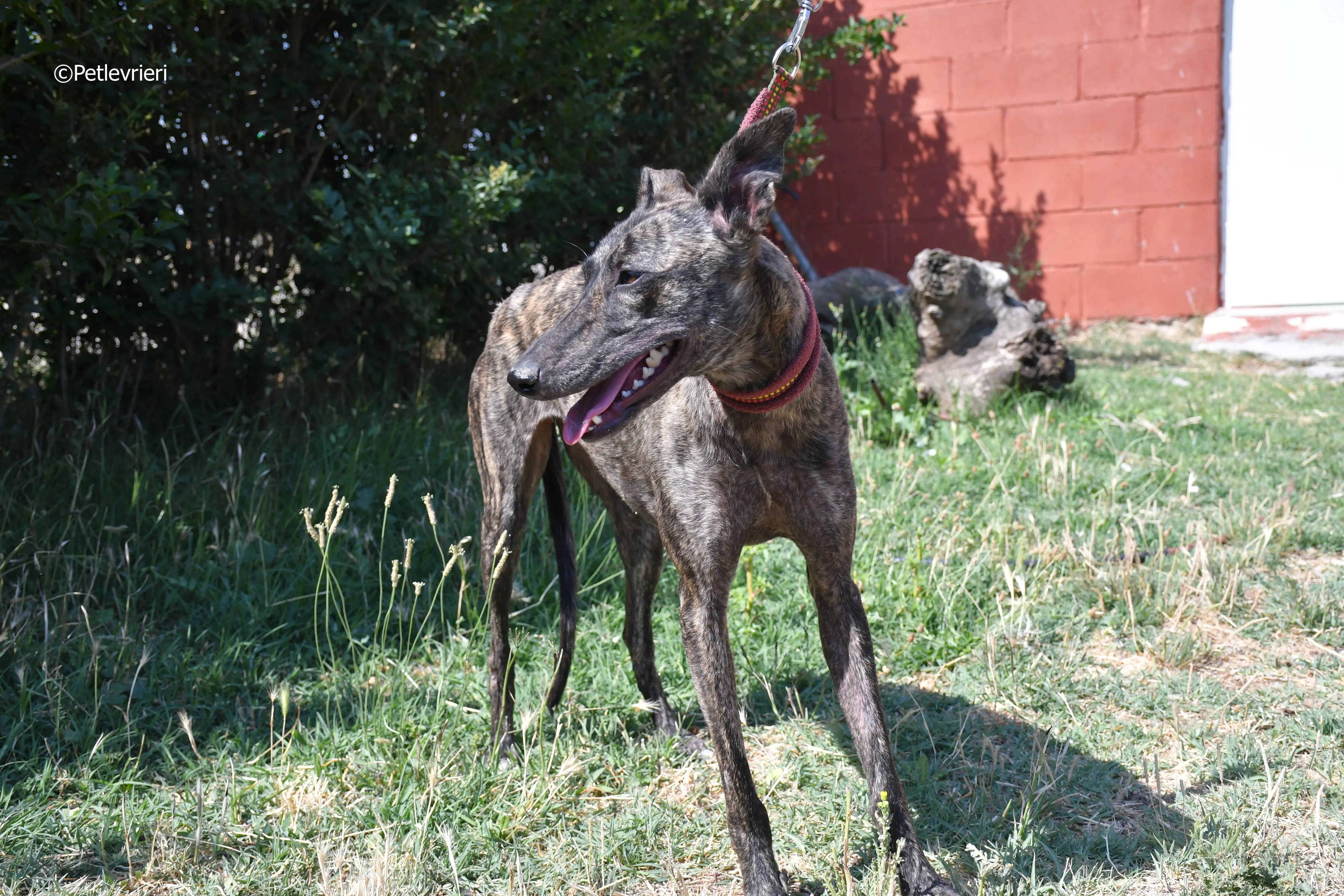 andromeda adozione levrieri galgo 8