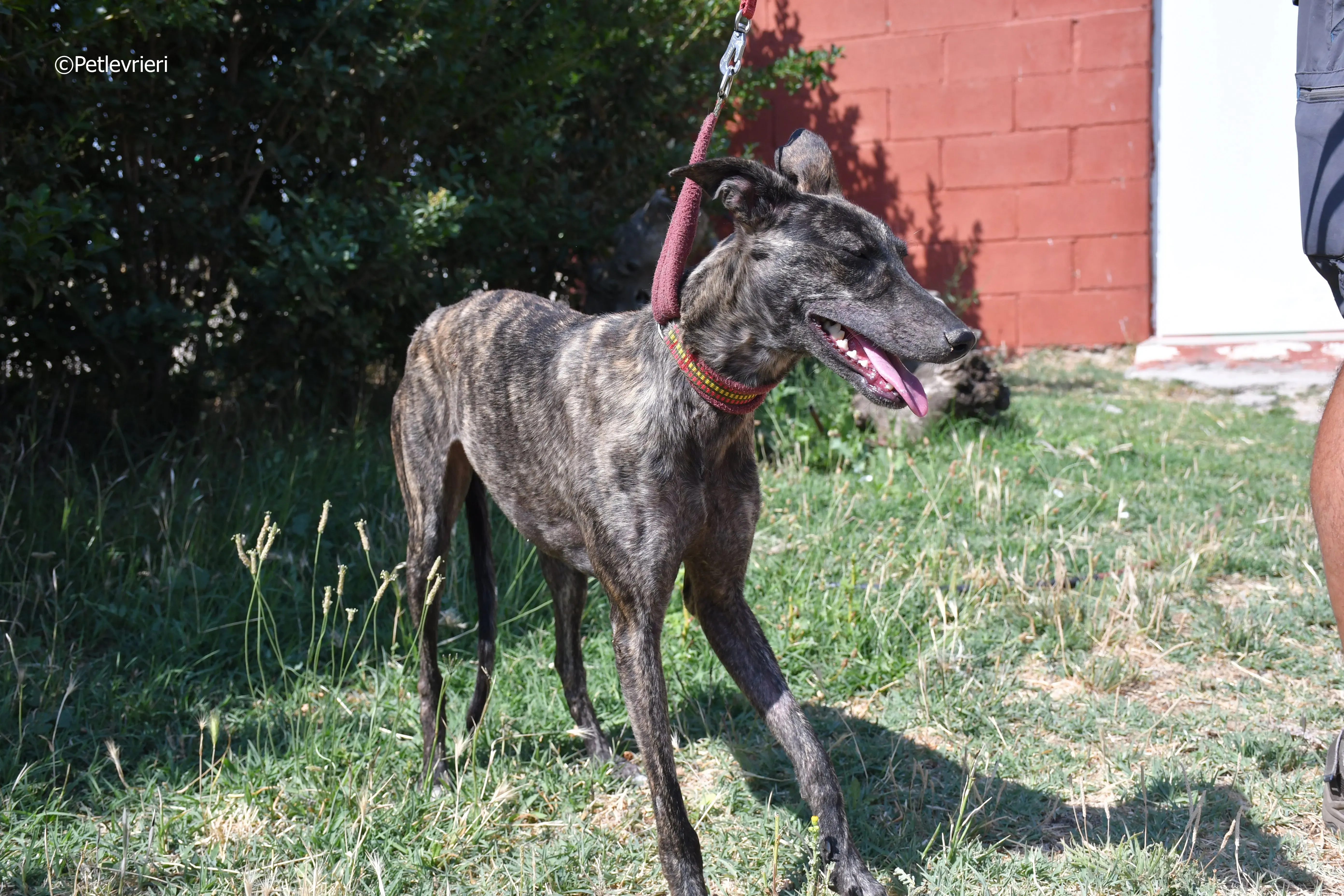 andromeda adozione levrieri galgo 9