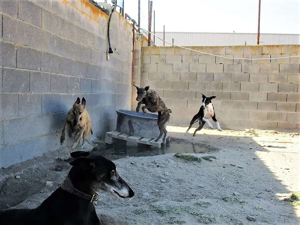andromeda corre nel paddock