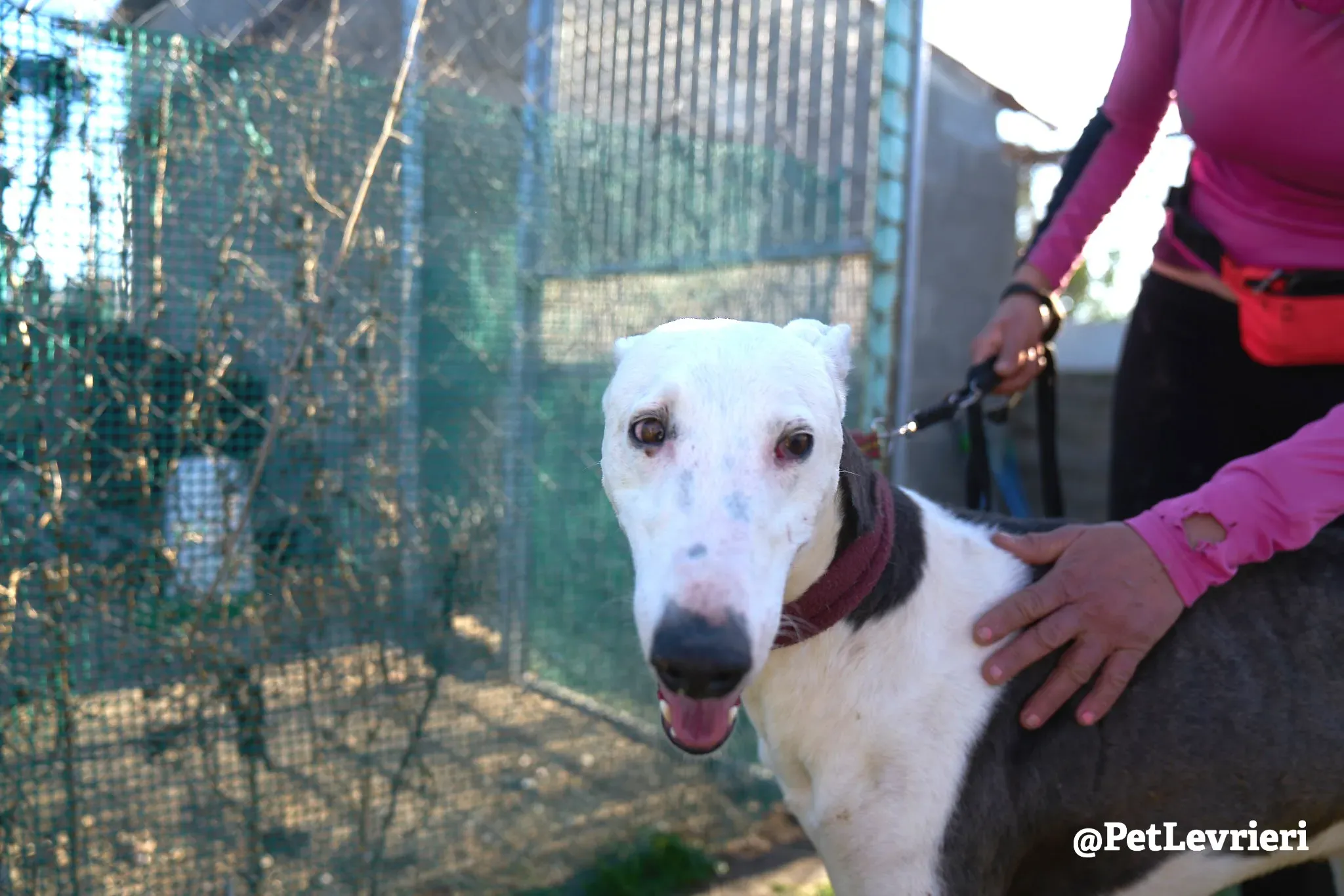 angelo adozione galgo 1