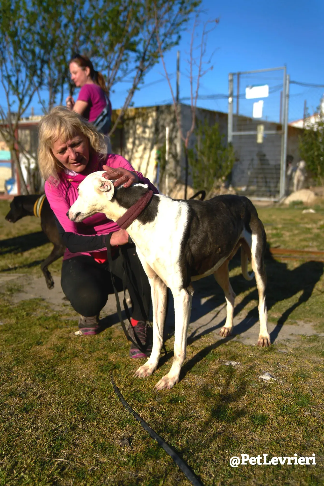 angelo adozione galgo 10