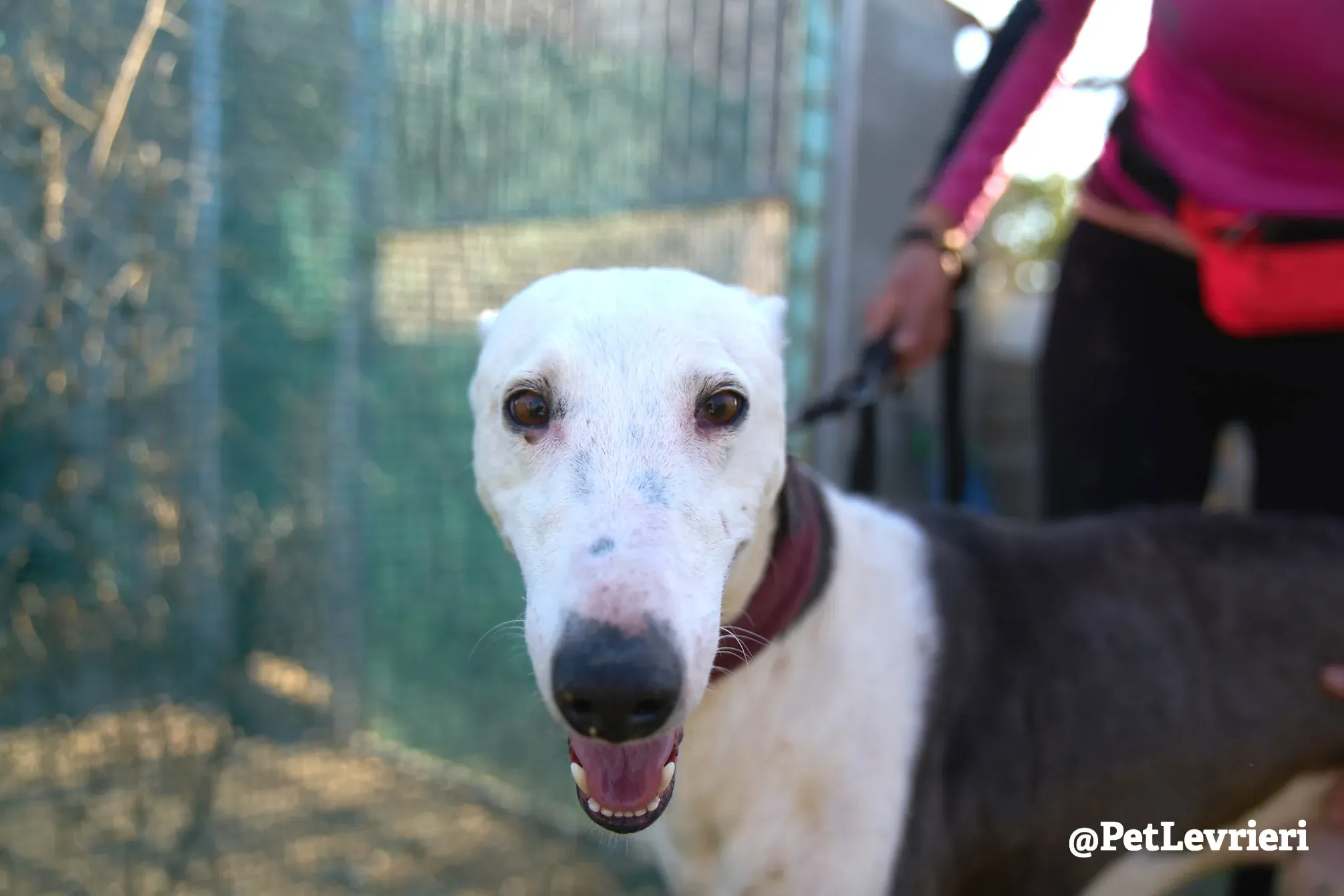 angelo adozione galgo 11