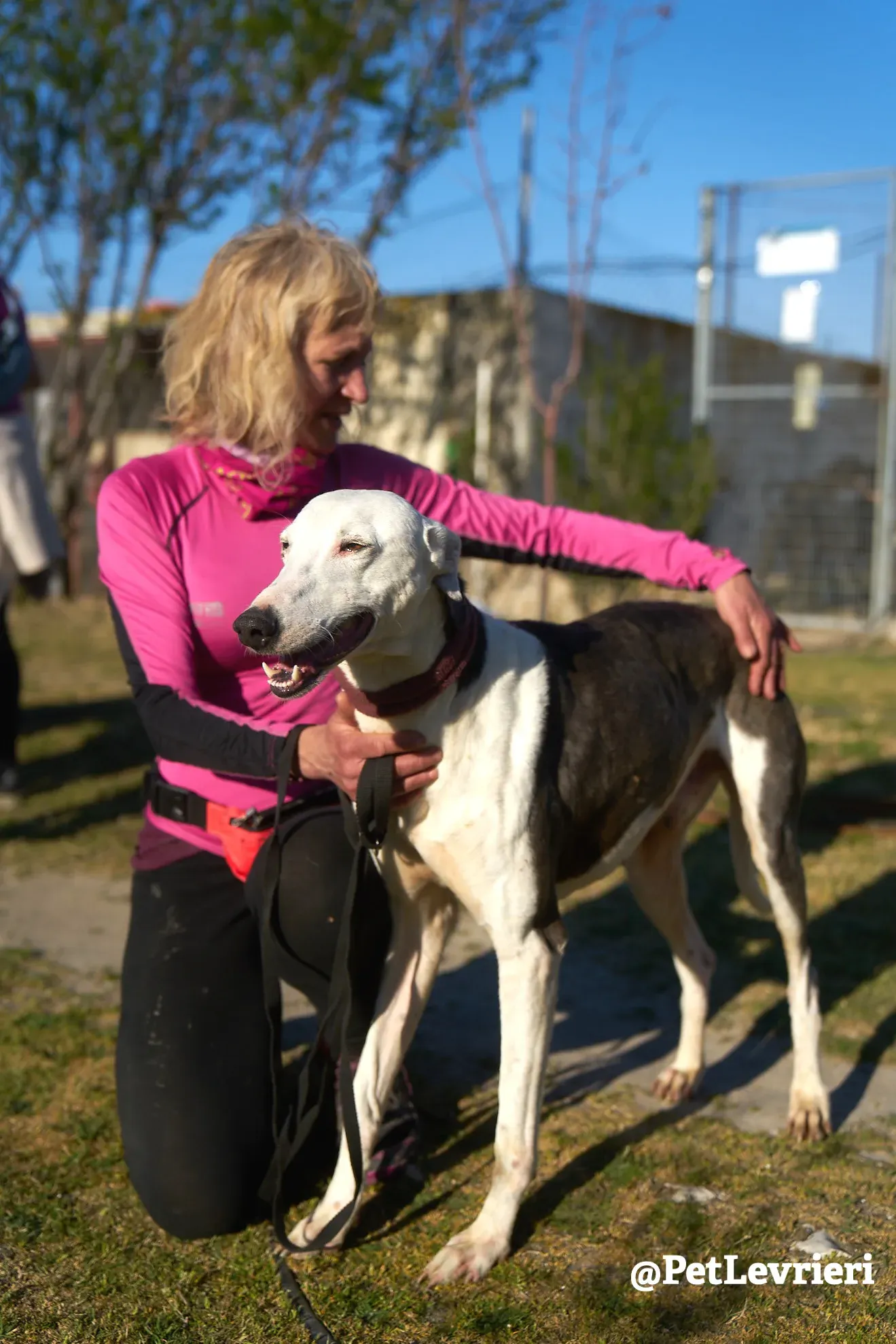 angelo adozione galgo 13