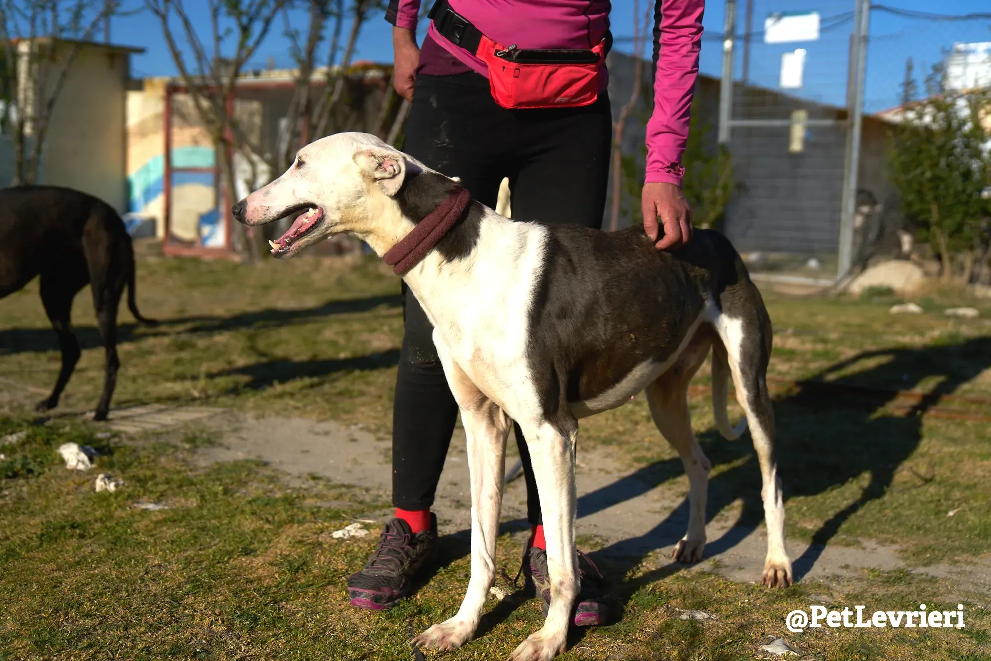 angelo adozione galgo 14