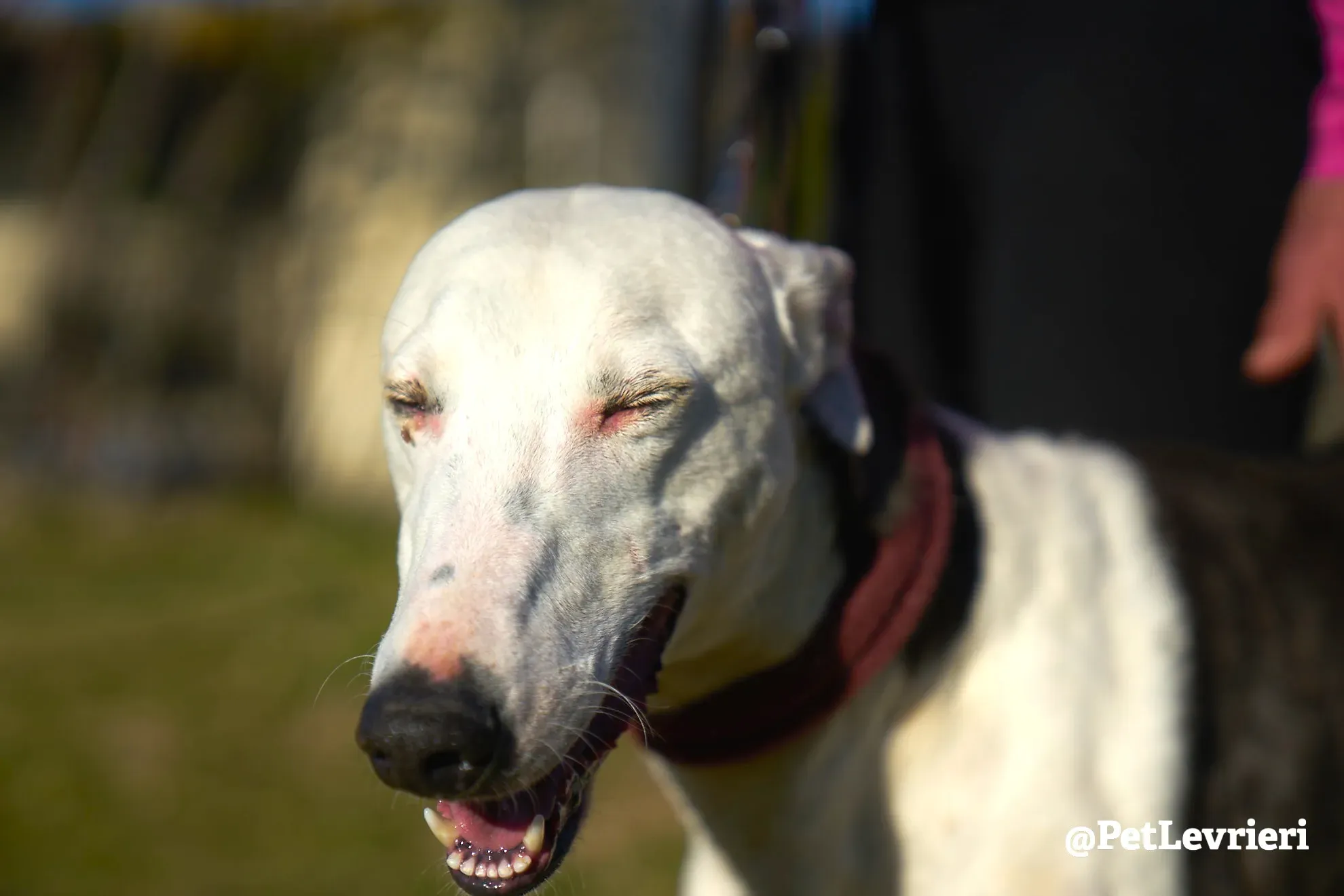 angelo adozione galgo 15