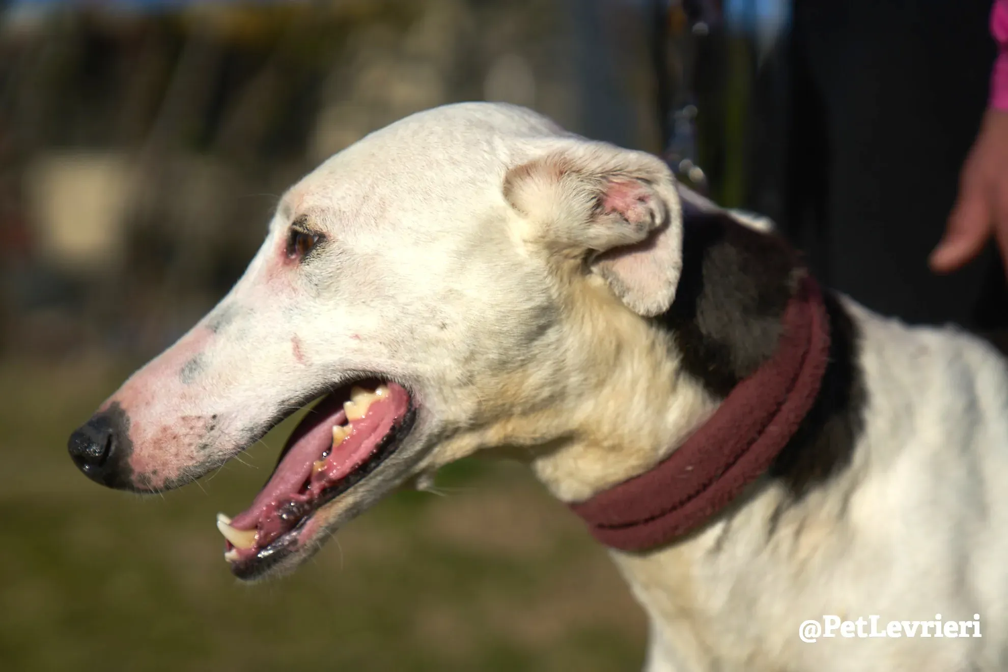 angelo adozione galgo 16