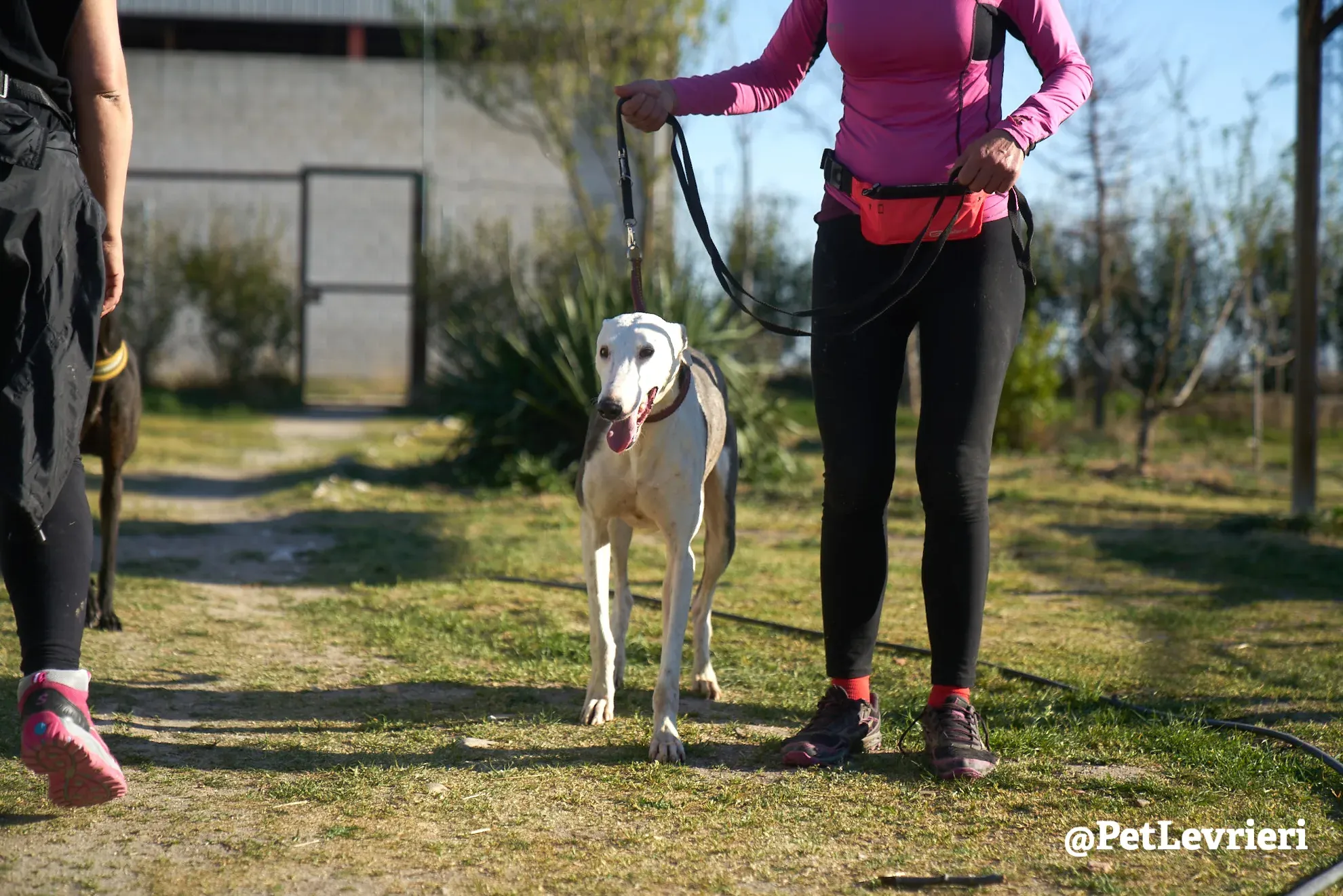 angelo adozione galgo 17