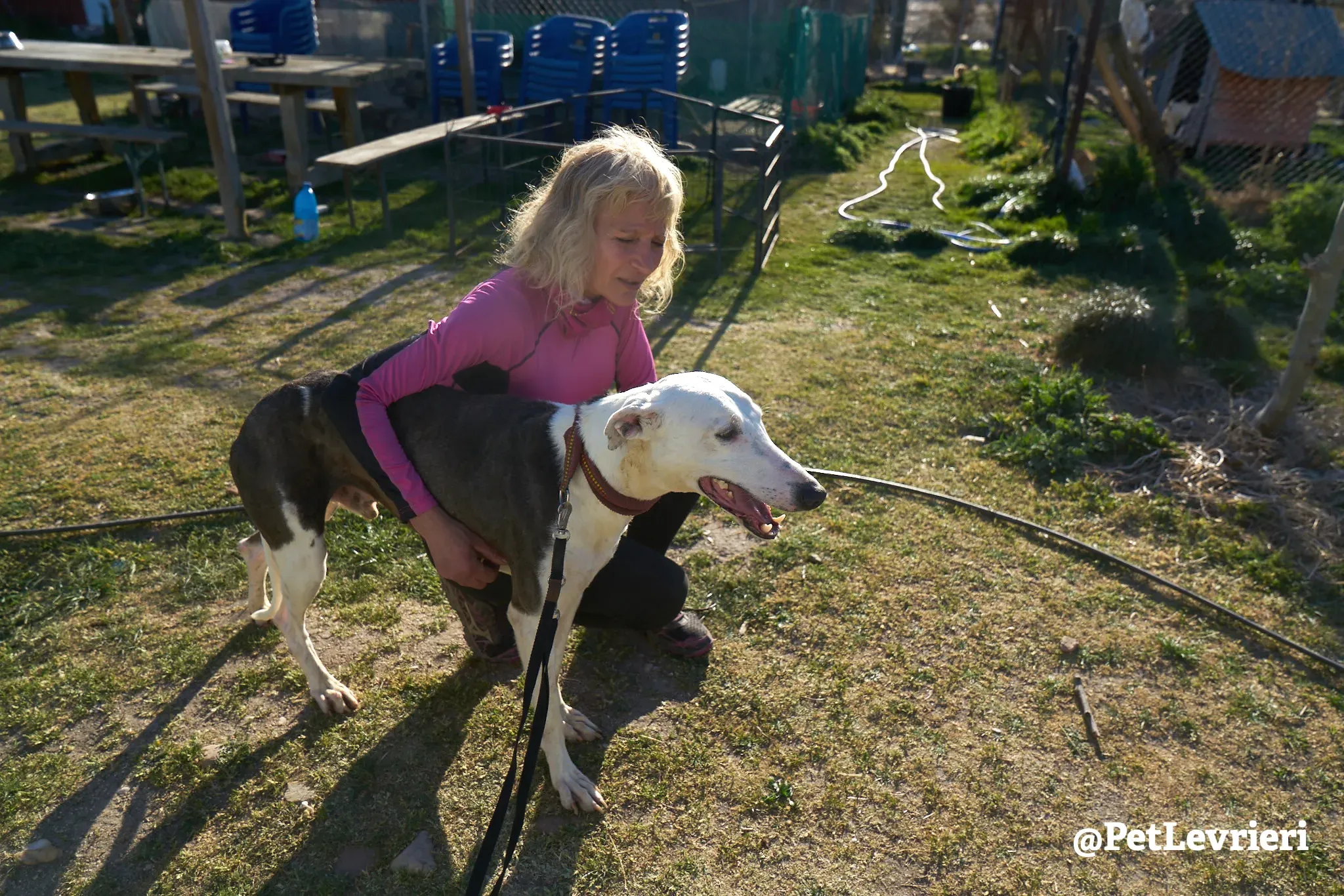 angelo adozione galgo 18