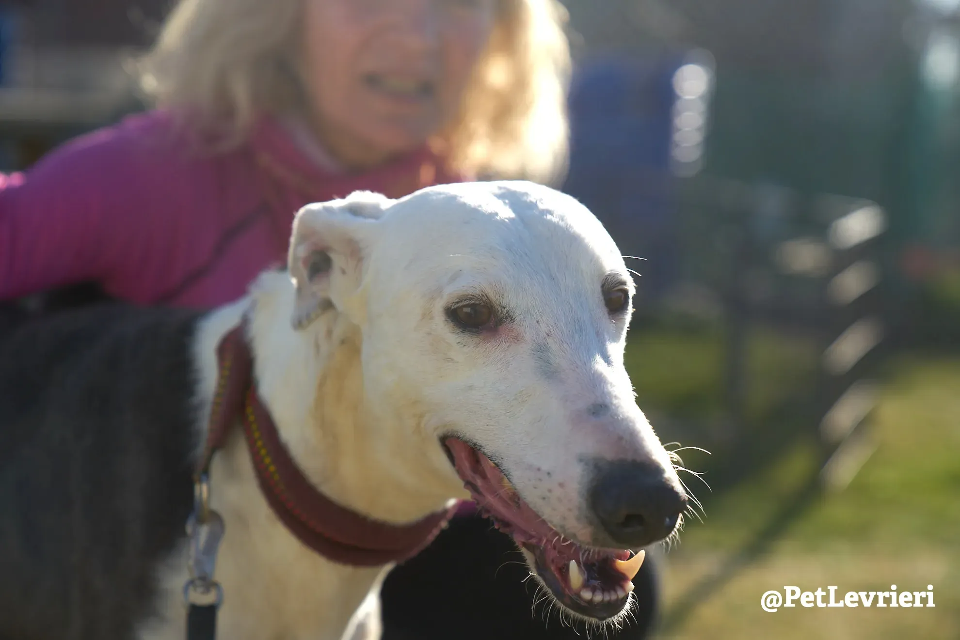 angelo adozione galgo 19