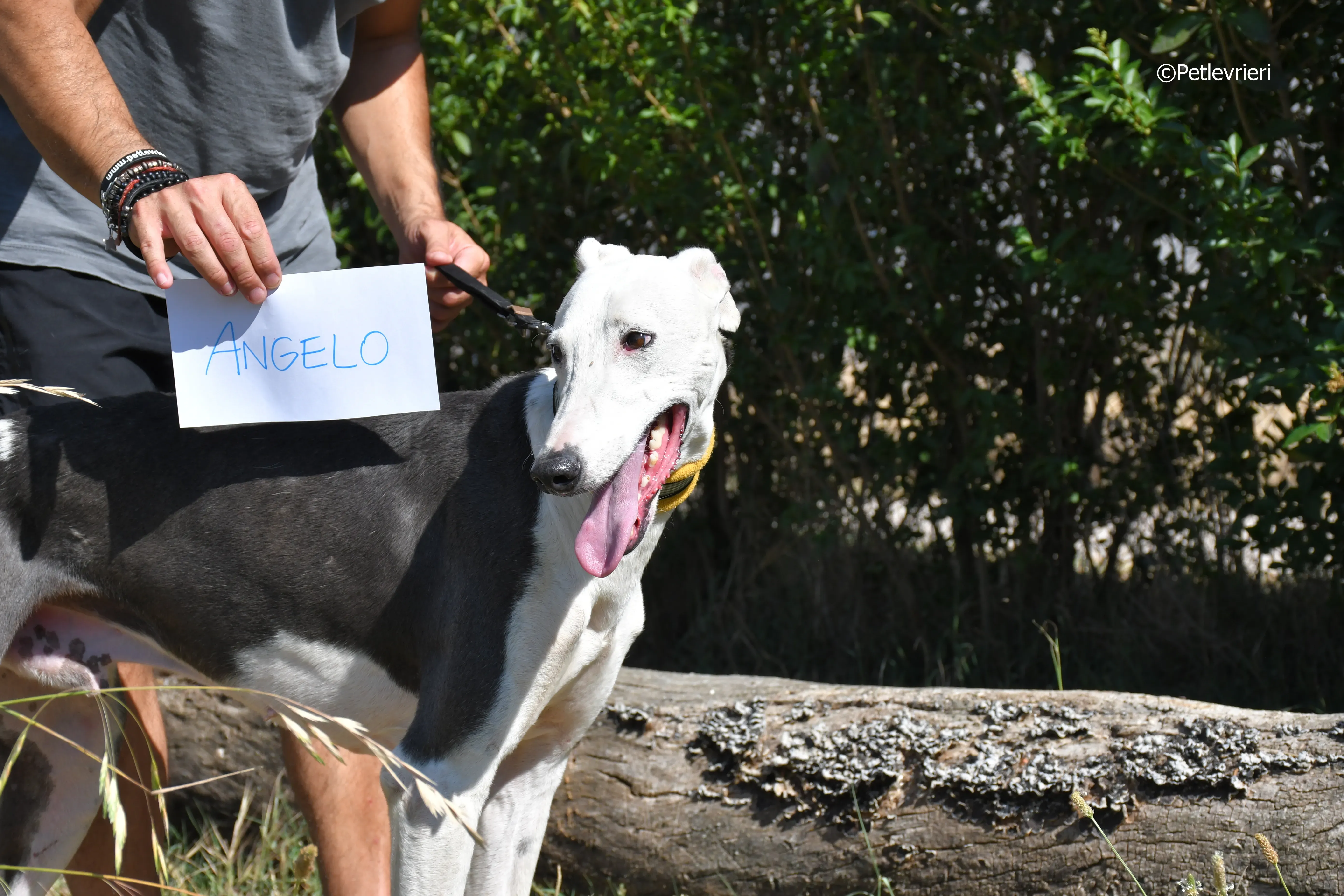 angelo adozione levrieri galgo 1