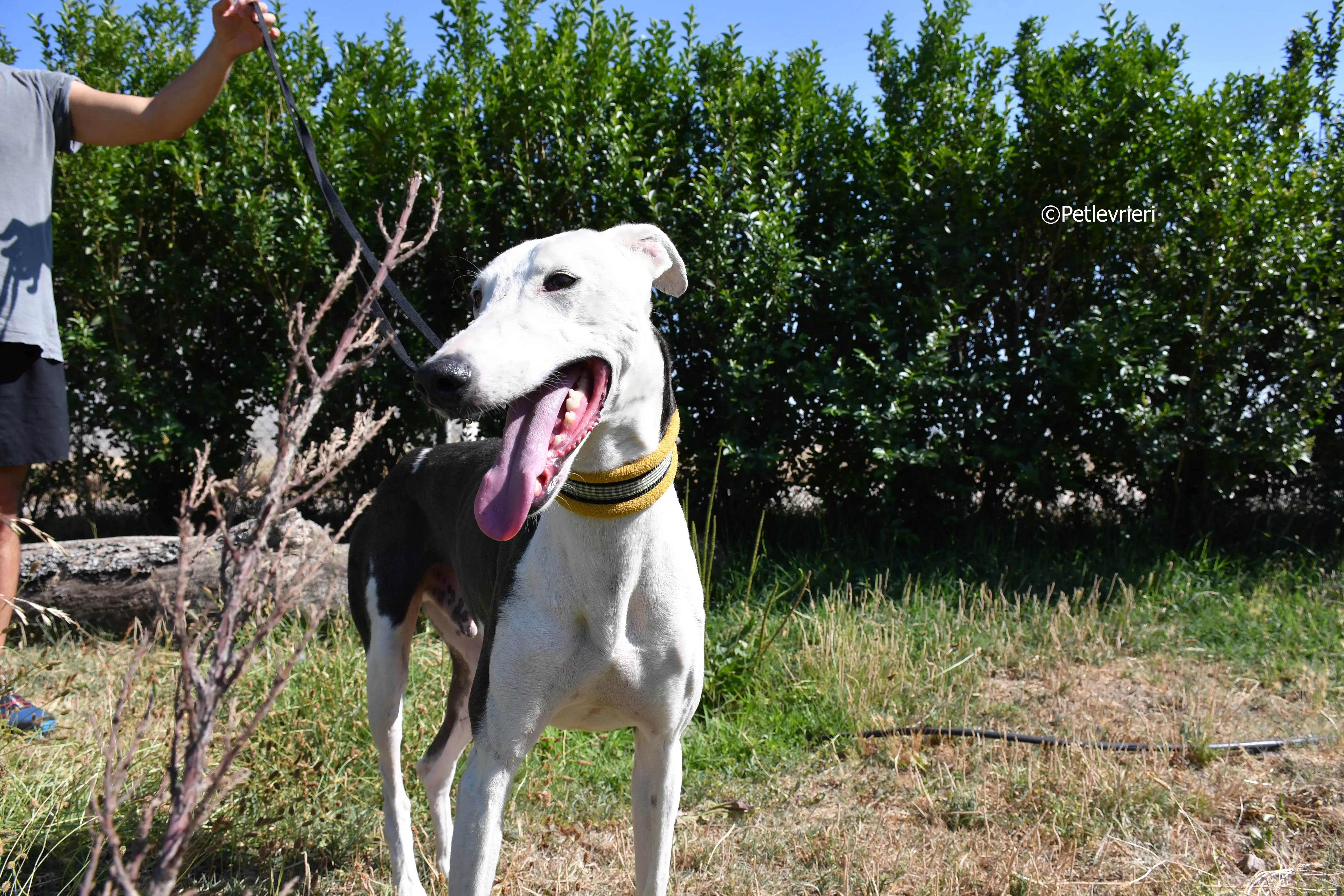 angelo adozione levrieri galgo 10