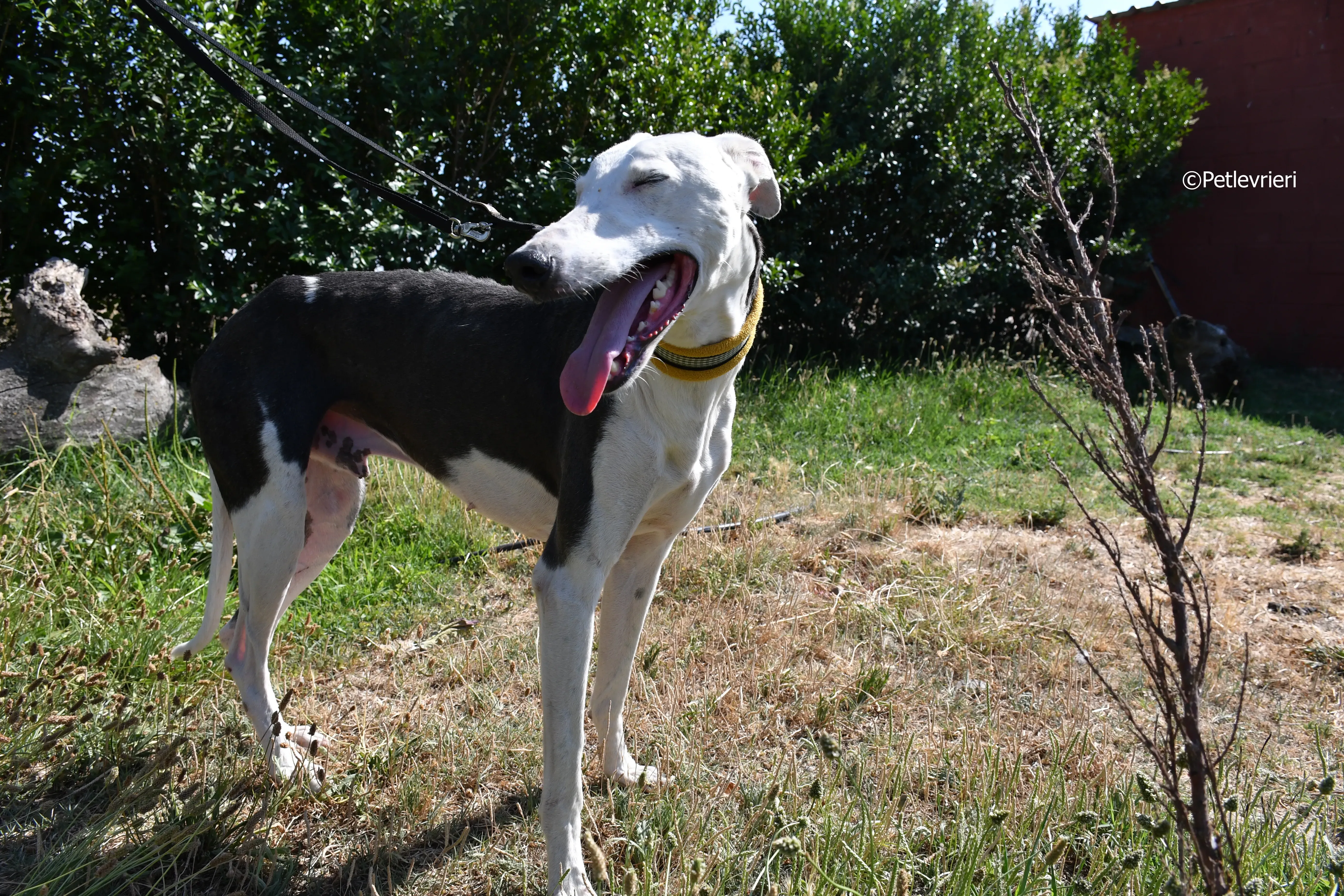 angelo adozione levrieri galgo 11