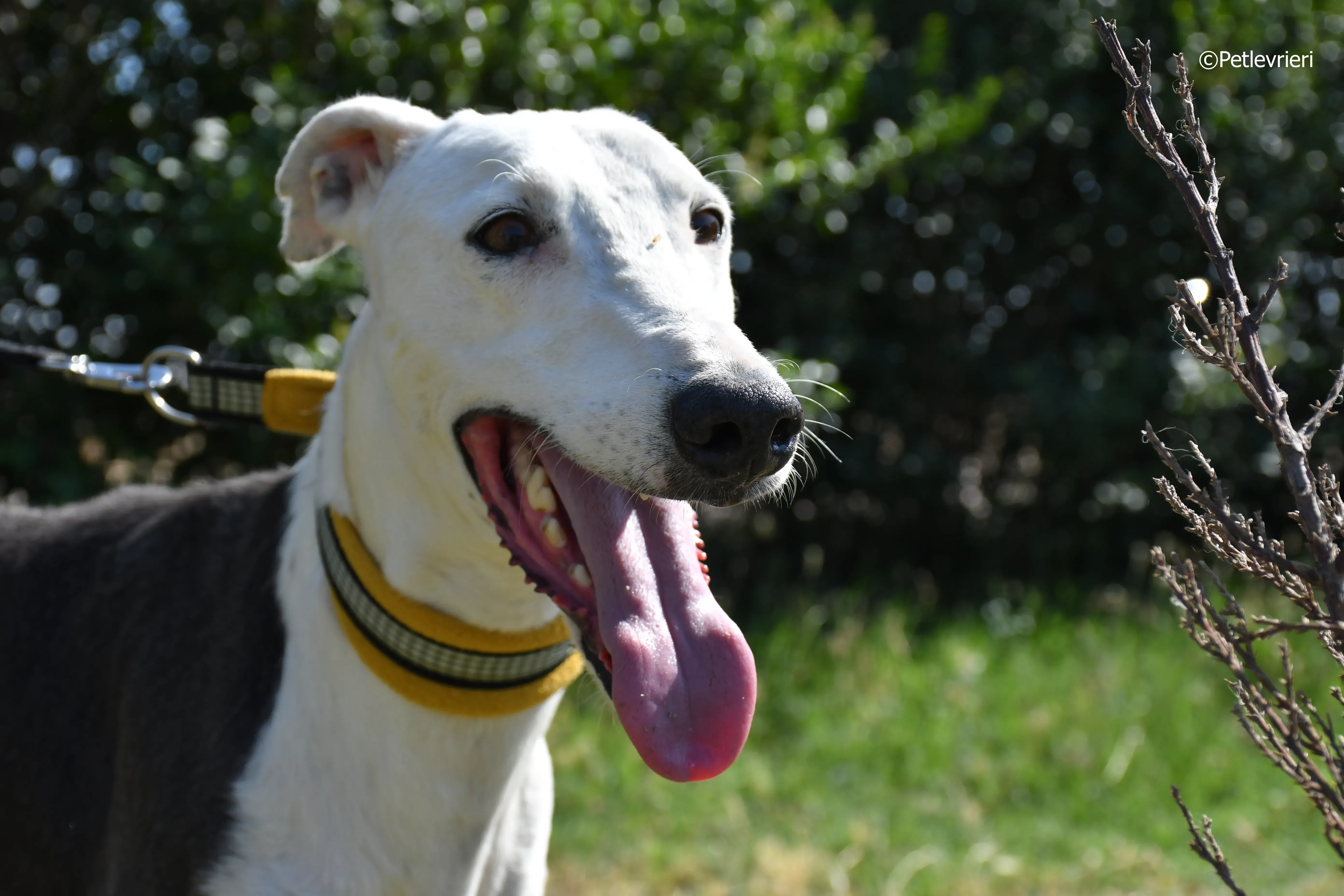 angelo adozione levrieri galgo 12