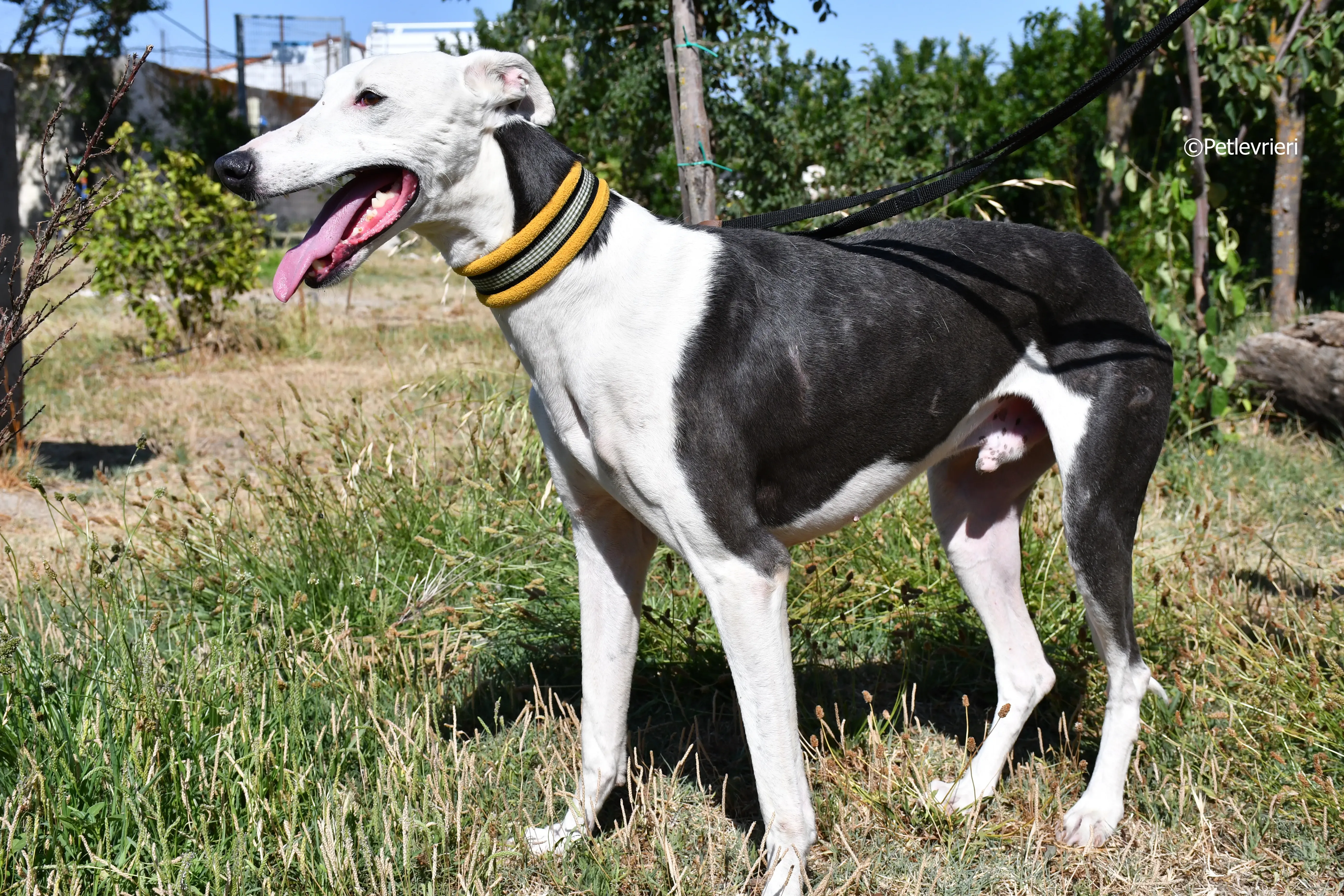 angelo adozione levrieri galgo 13