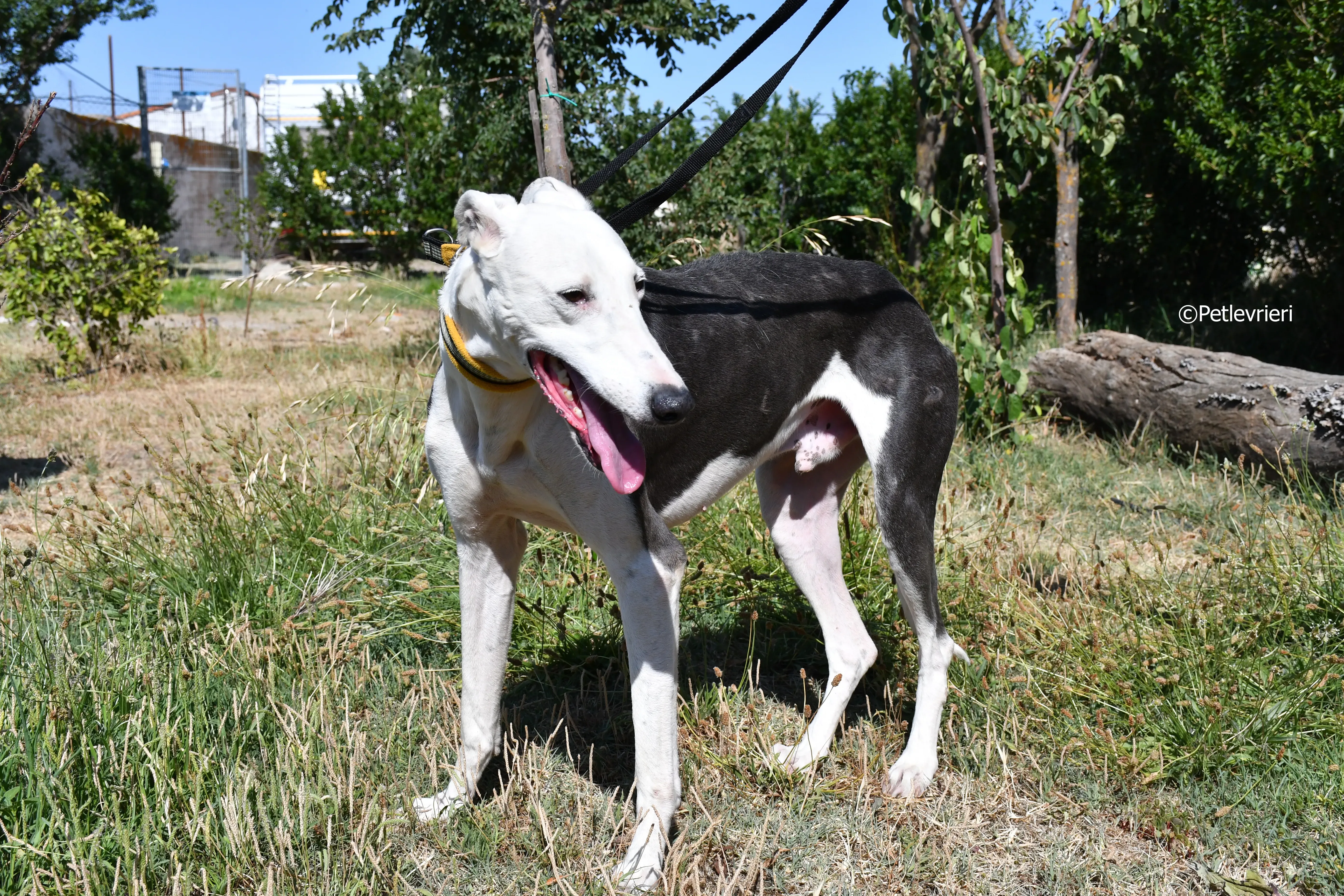 angelo adozione levrieri galgo 14