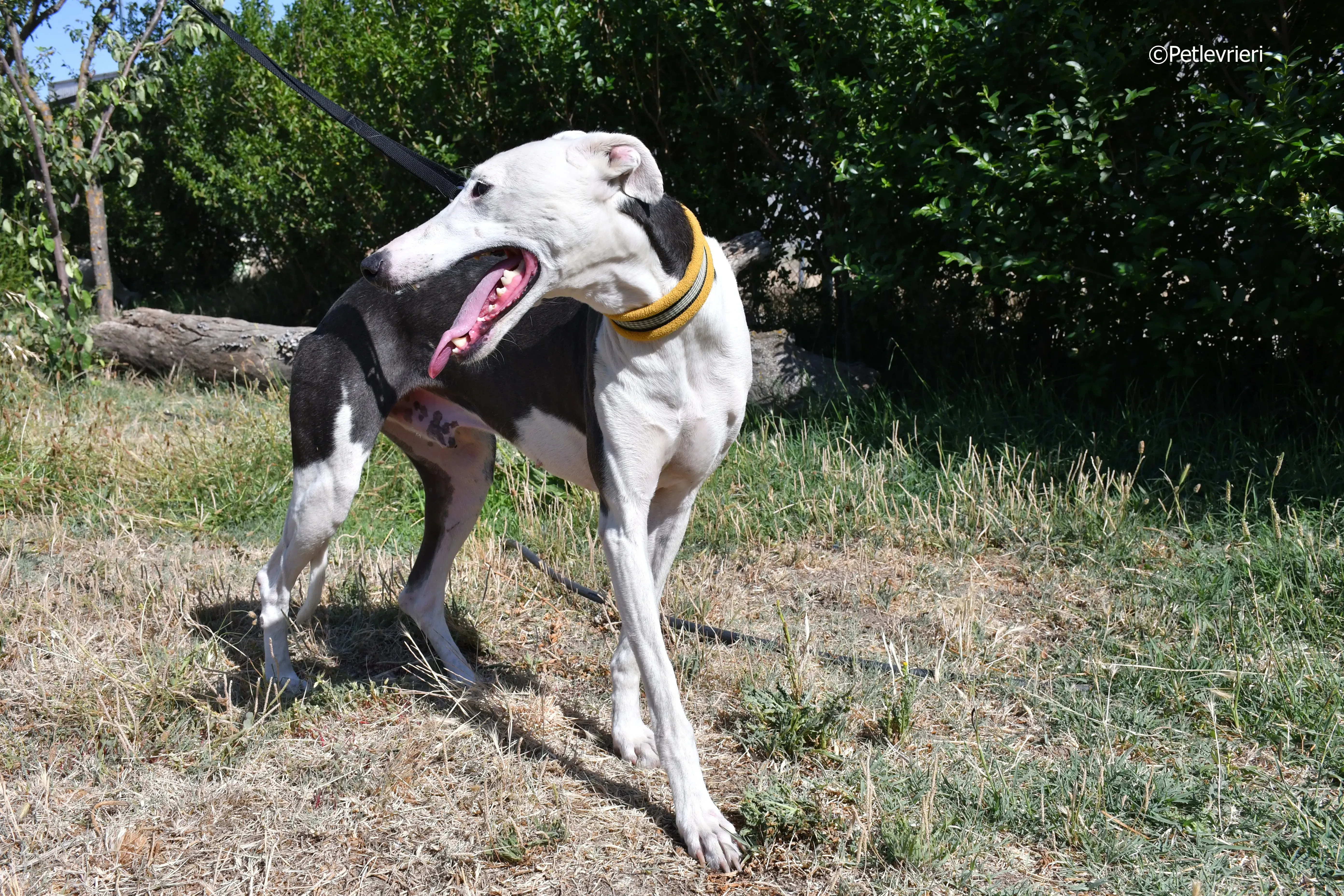 angelo adozione levrieri galgo 15