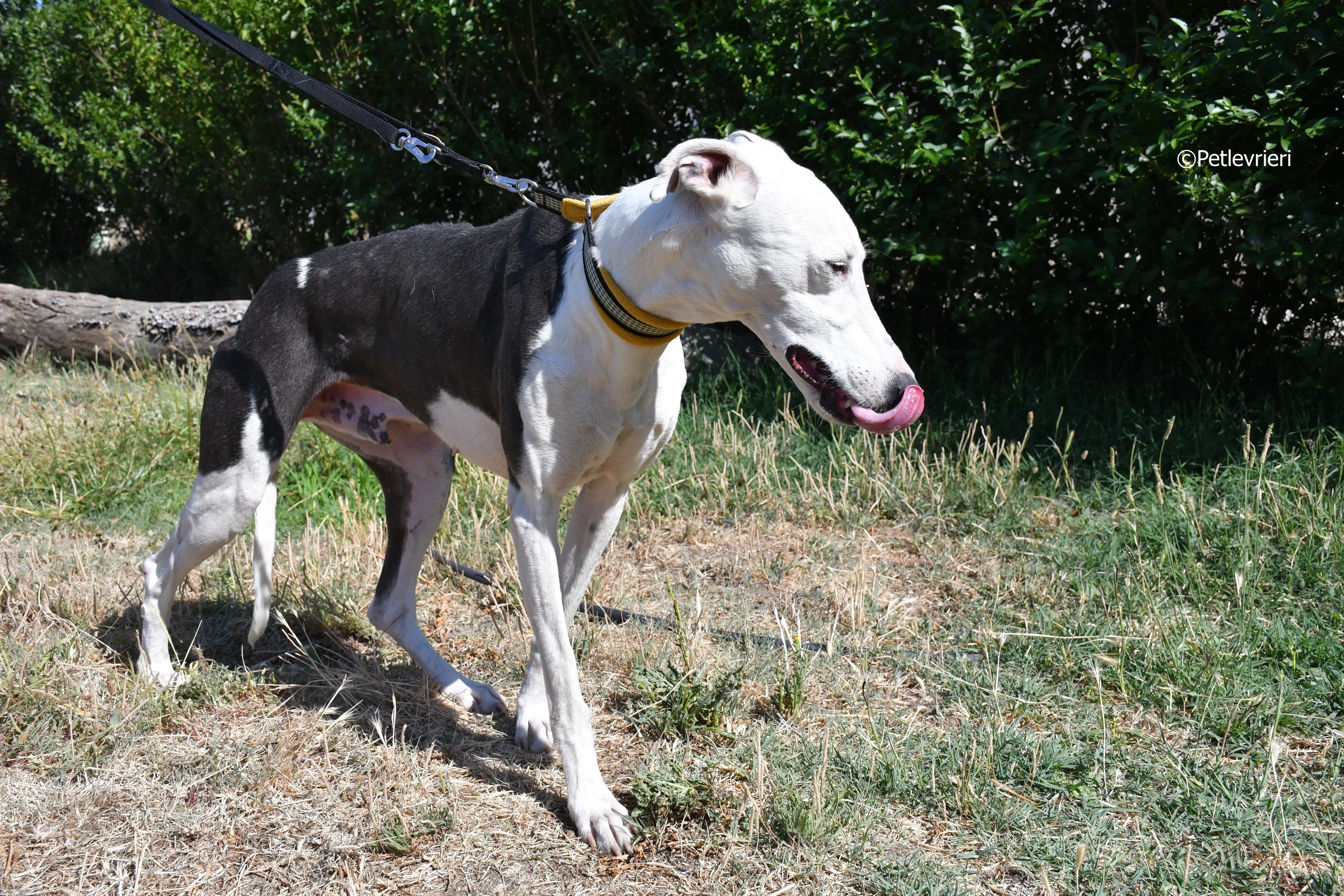 angelo adozione levrieri galgo 16