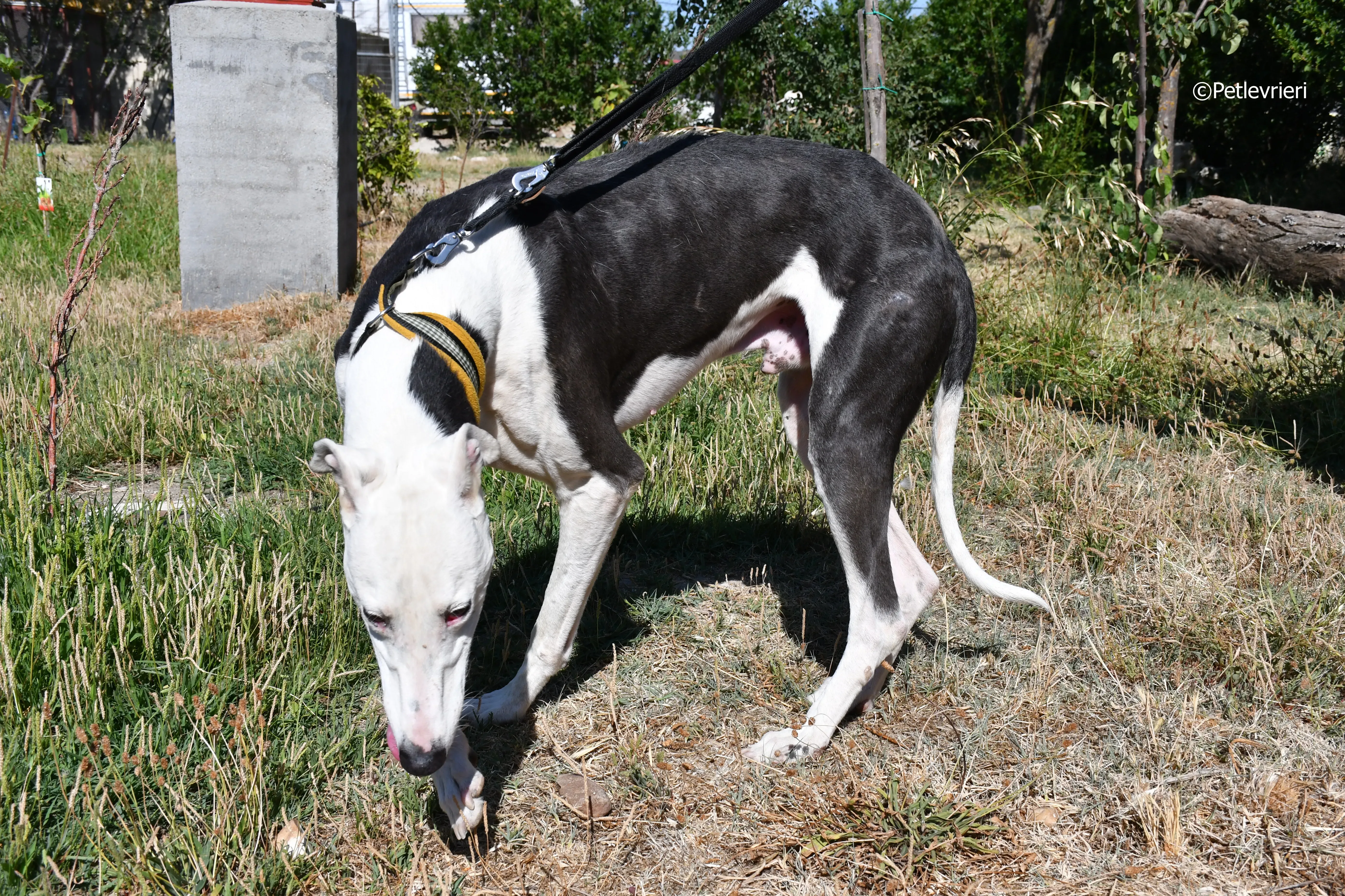 angelo adozione levrieri galgo 17